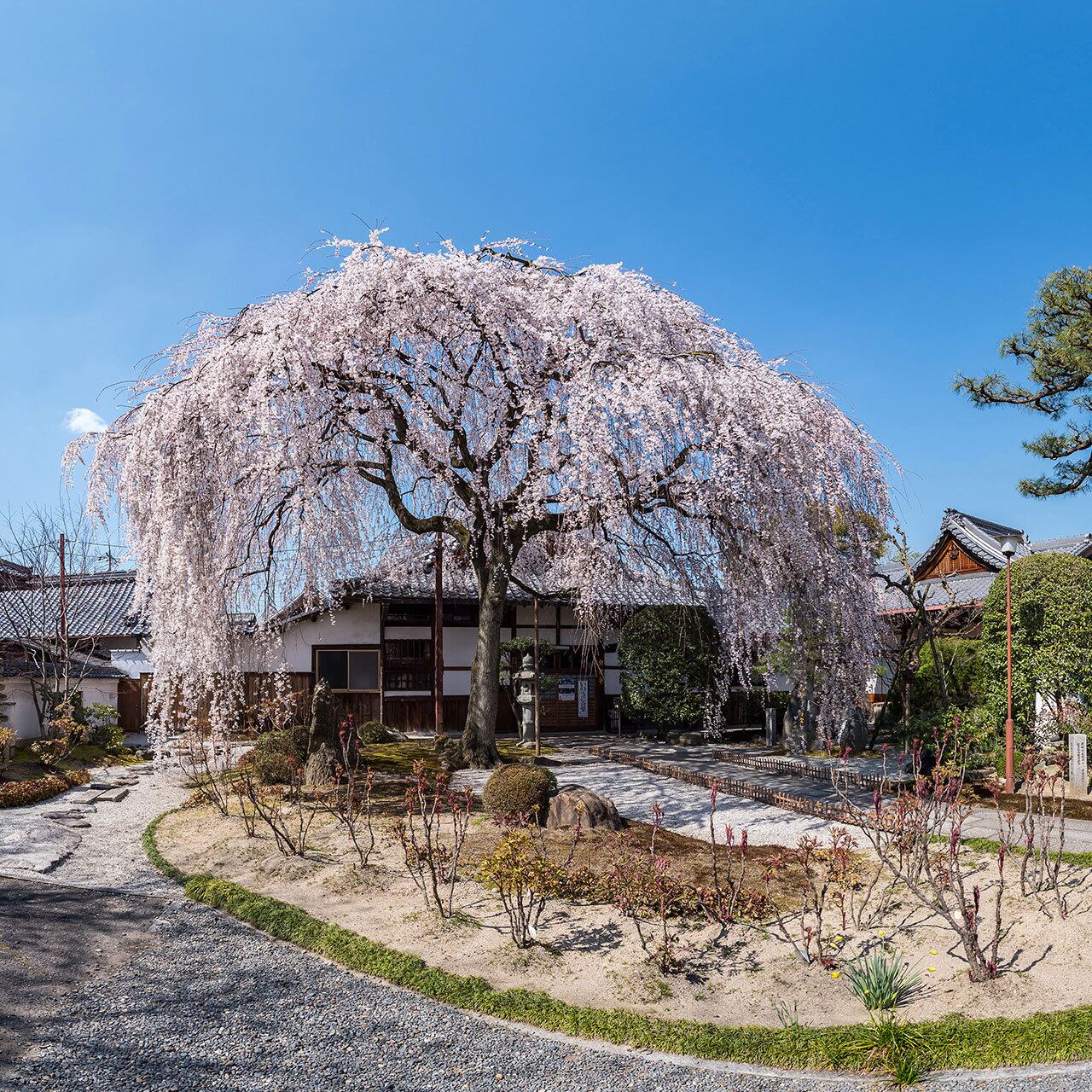 本満寺の枝垂れ桜
