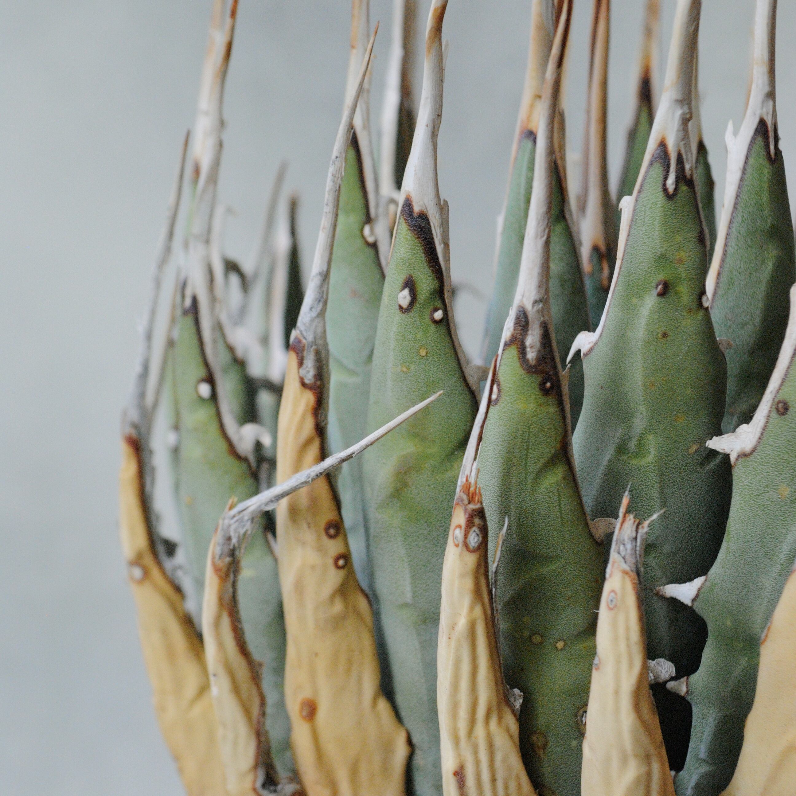 アガベ ユタエンシス エボリスピナ No.6 | Agave Rocon