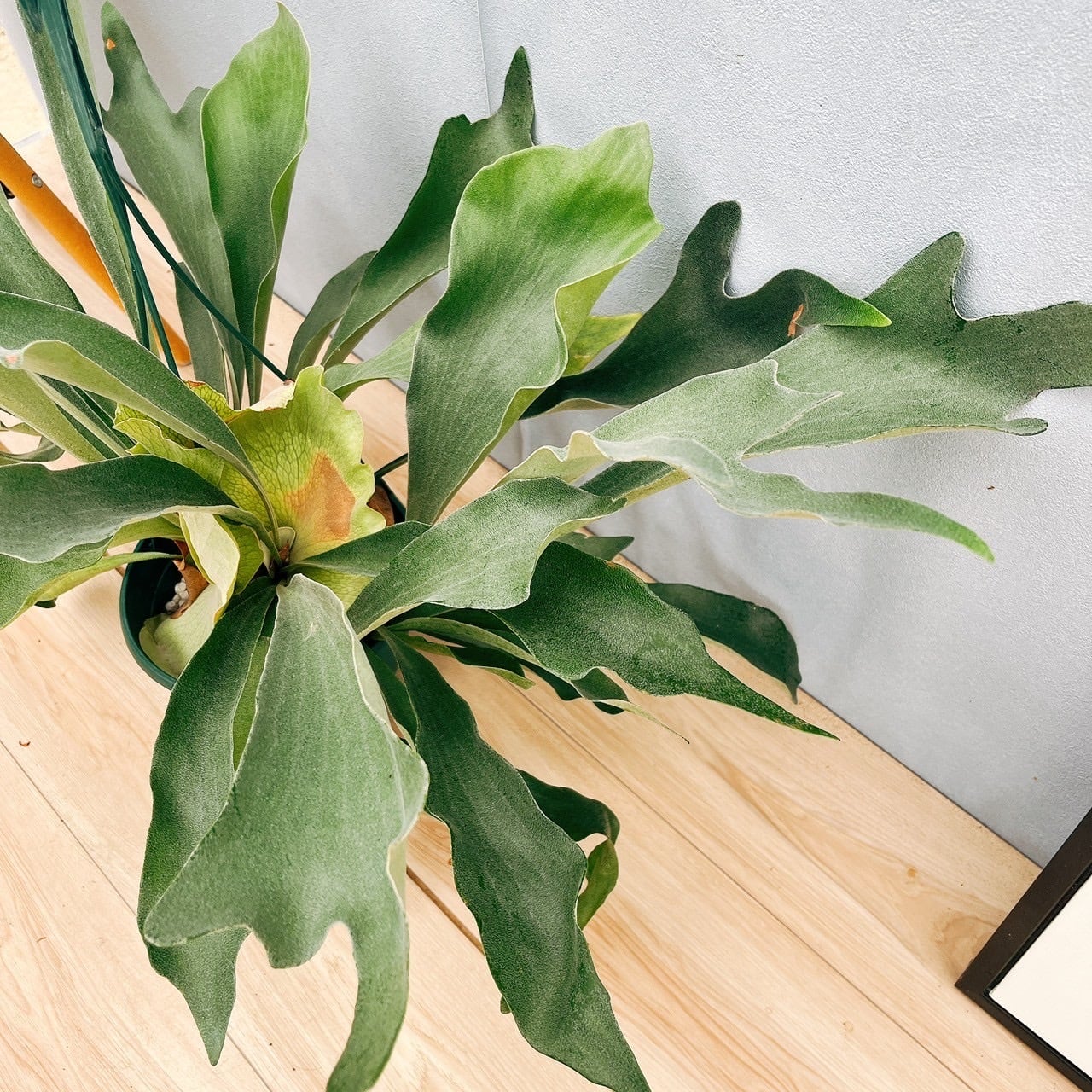 現品］1番 ビカクシダ ネザーランド 7号 コウモリラン 観葉植物 室内