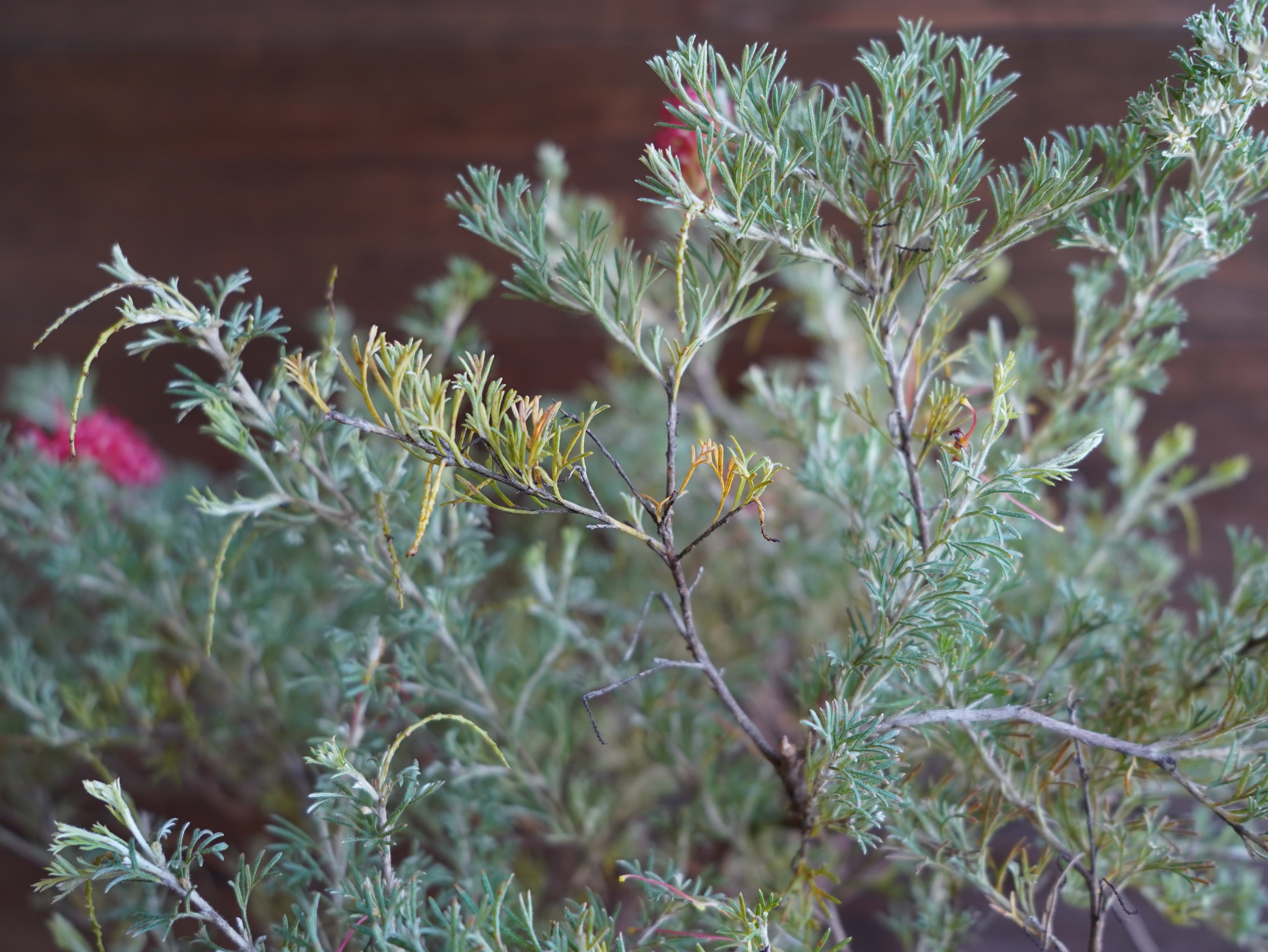 【現物】グレビレア　”マジックランタン”