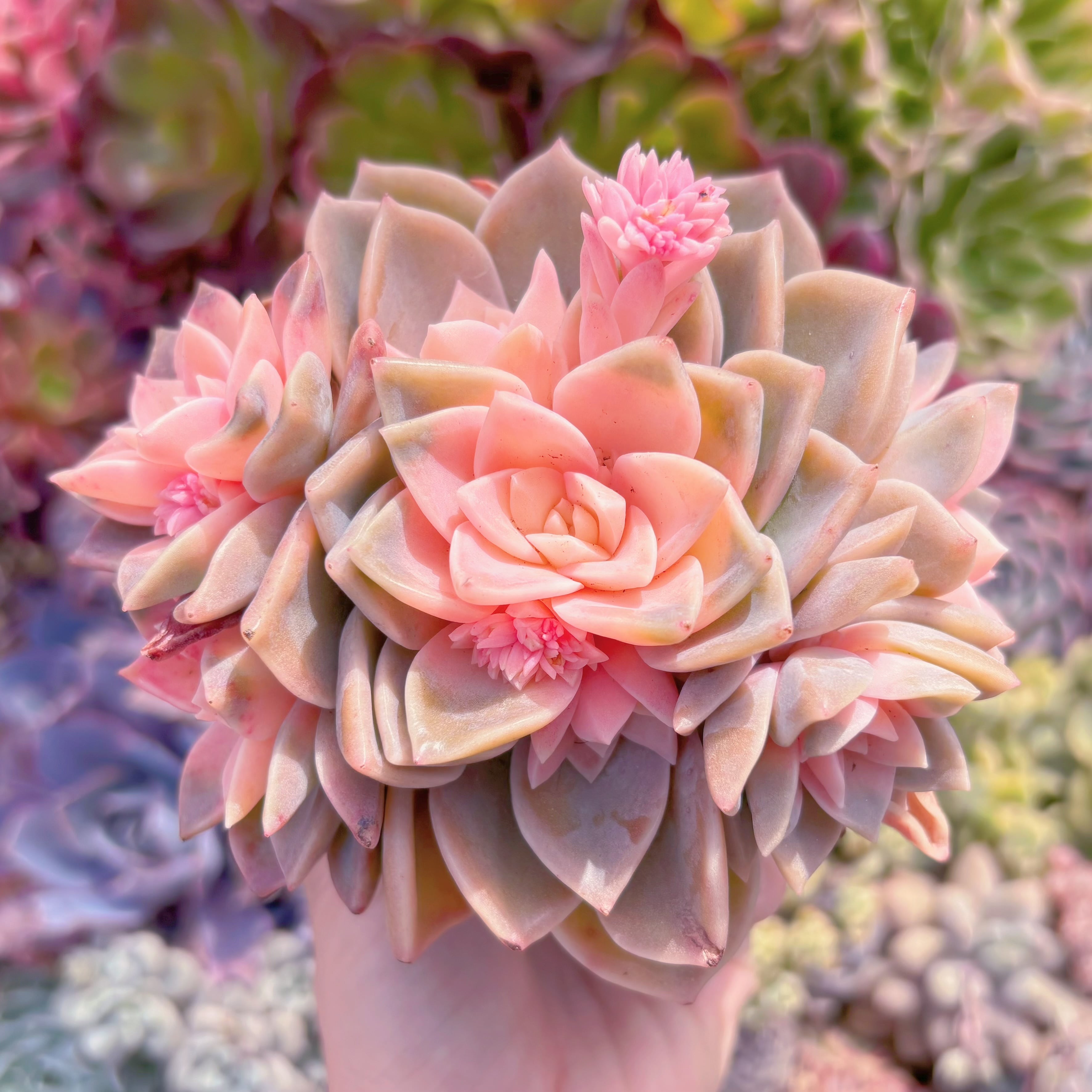 現品　ラブリーローズx白牡丹錦#536　群生　るる農園