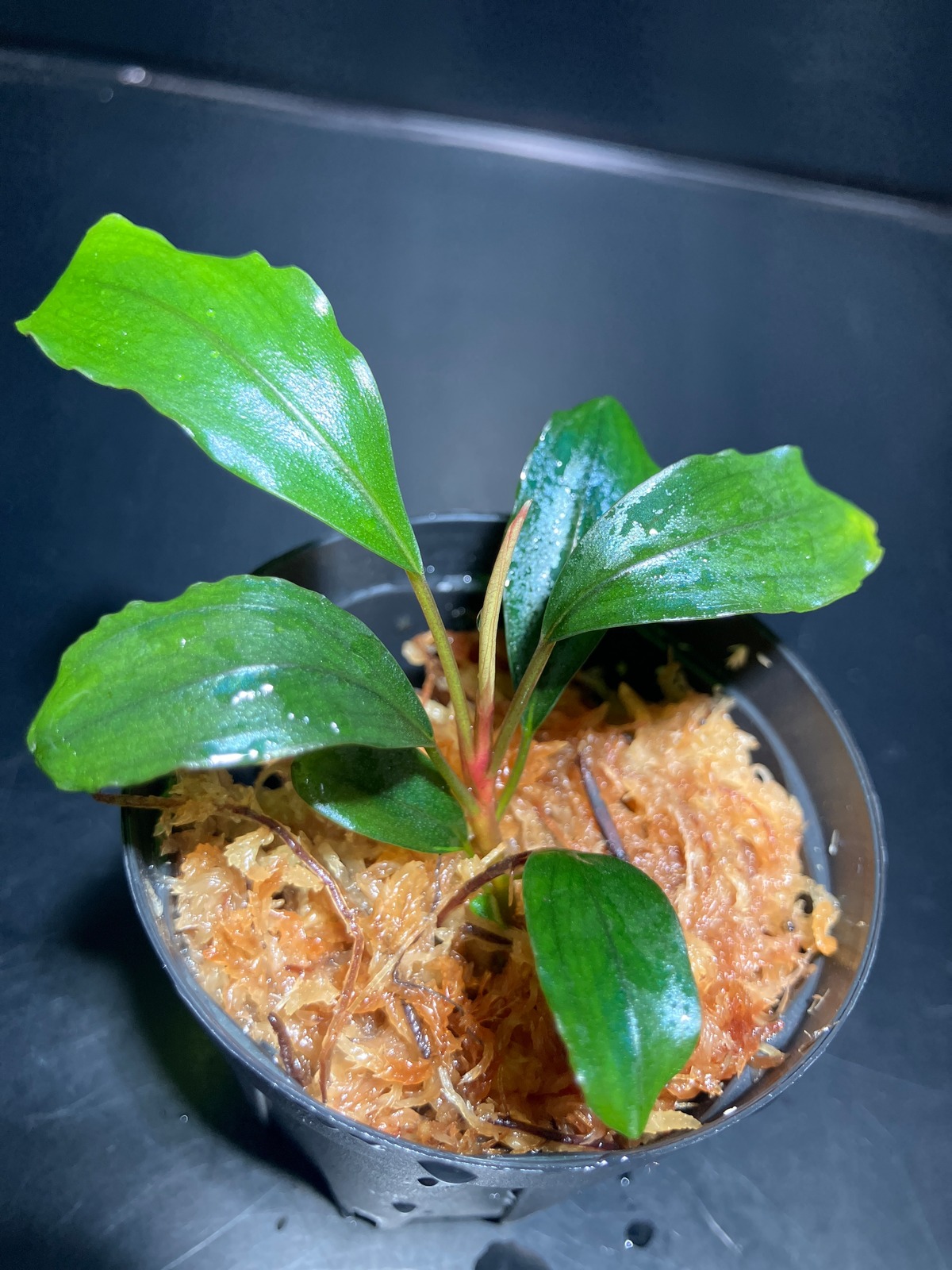 Bucephalandra sp. Narcissus Ⅰ 【KN】 | Plants Base