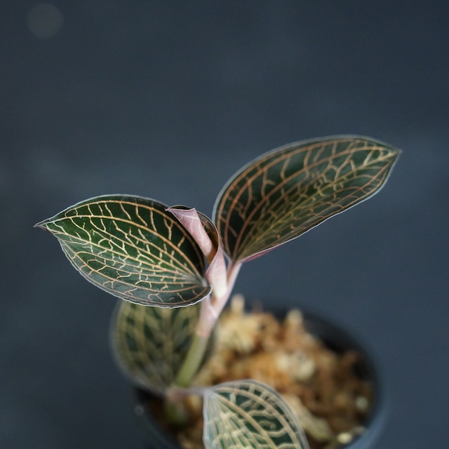 ◆現品◆アネクトキルスsp. （赤脈タイプ）【ジュエルオーキッド宝石蘭／石崎バイオ】#701