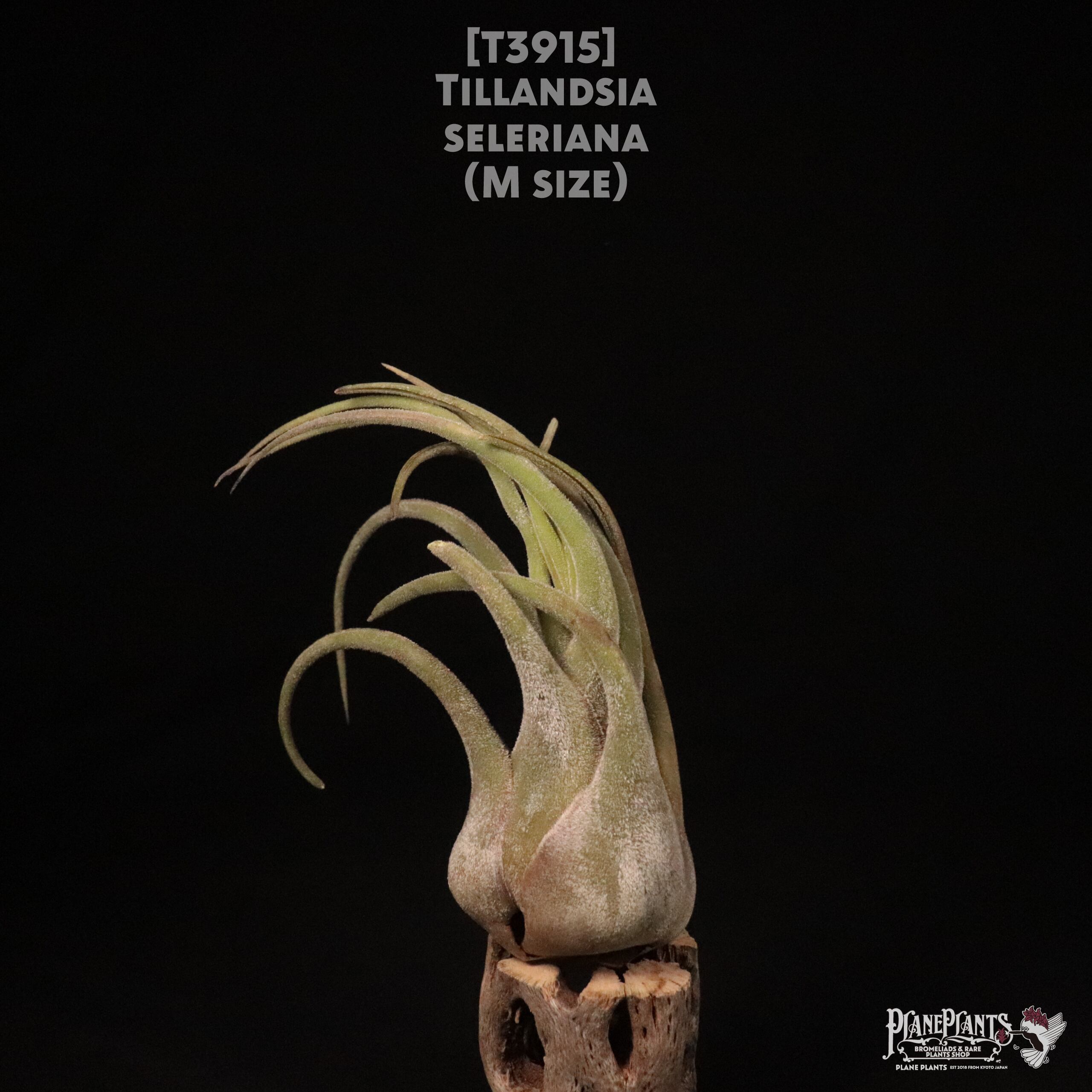 【送料無料】seleriana M〔エアプランツ〕現品発送T3915