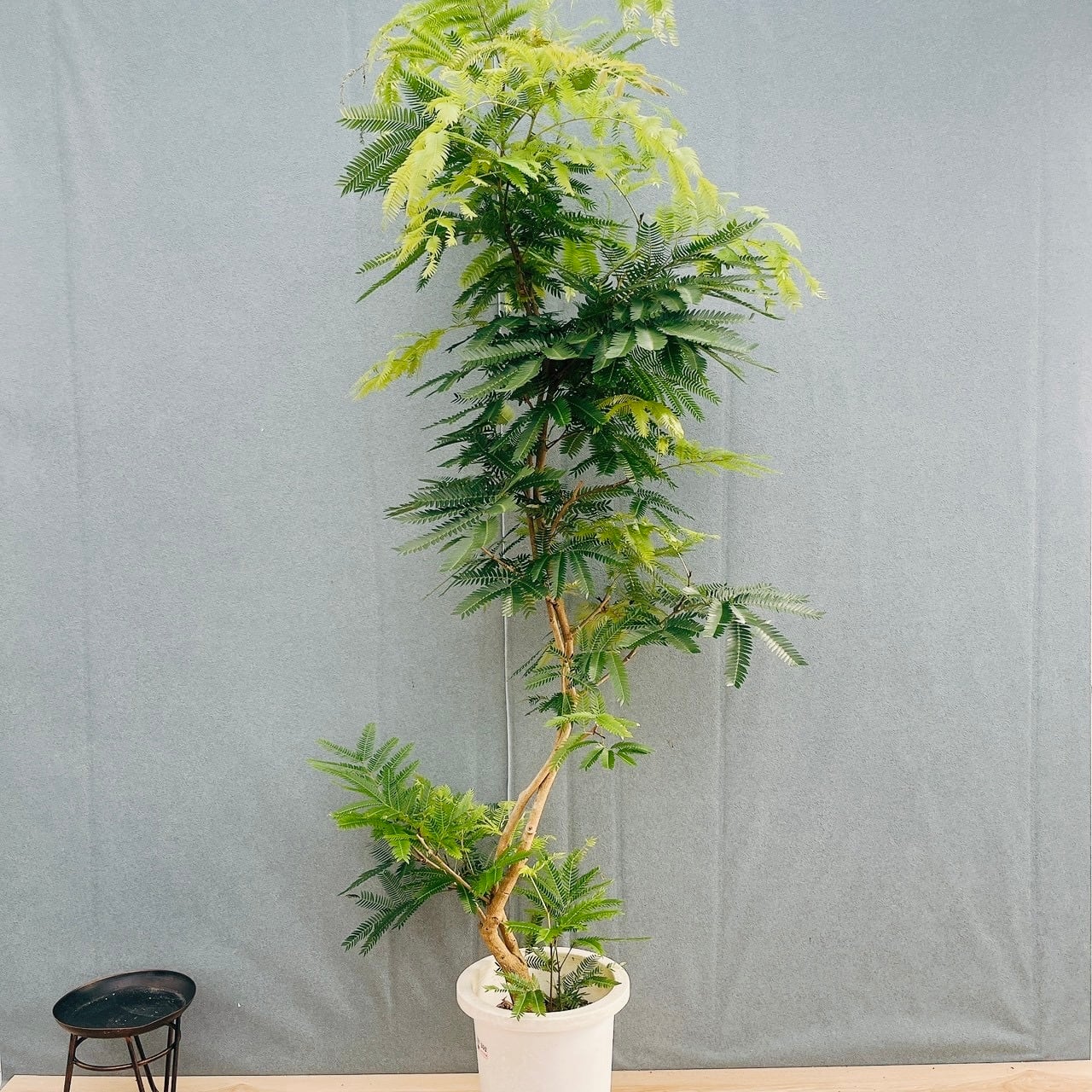 現品］【希少】1番 ドラセナ ドラコ 竜血樹 8号 観葉植物 レア 室内