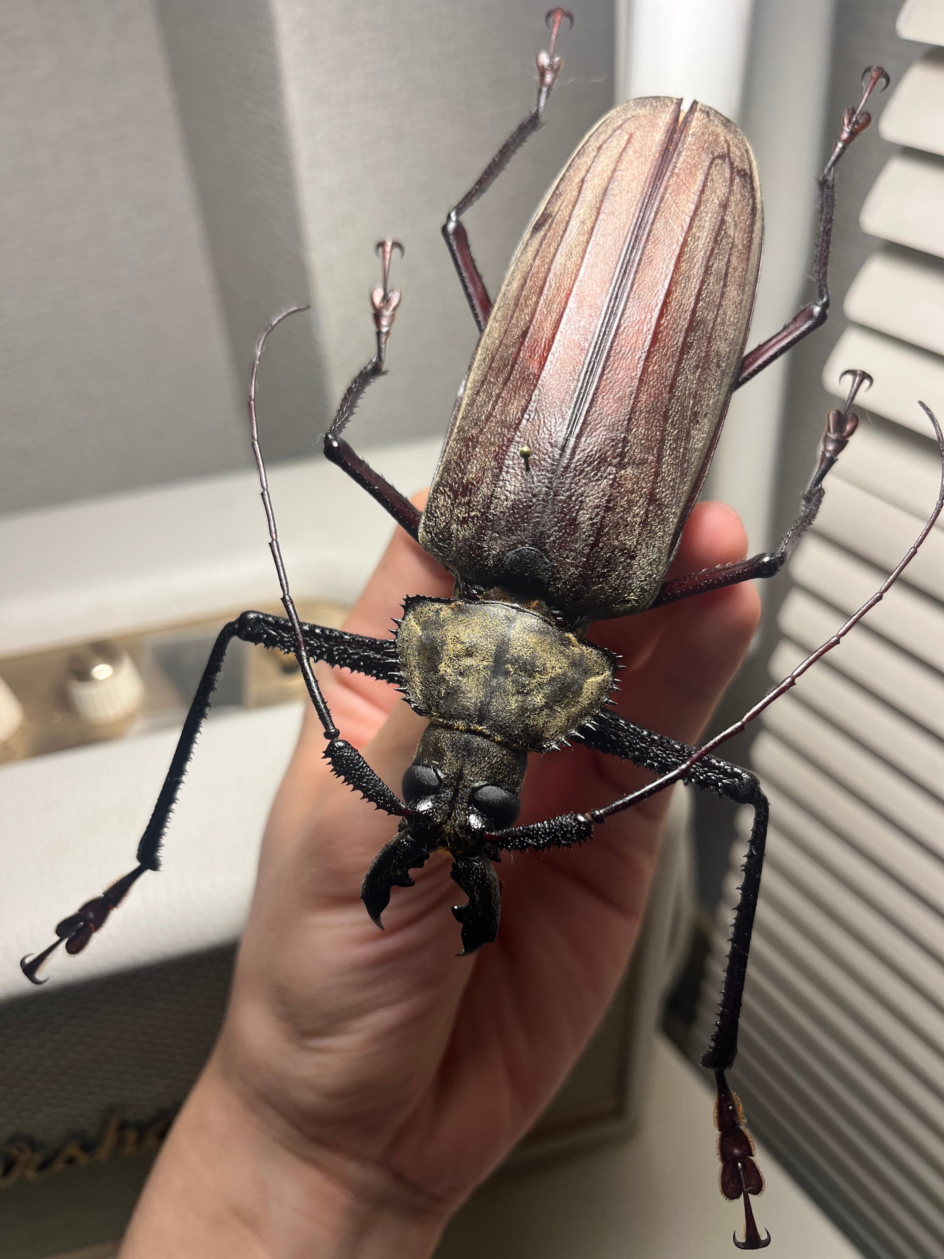125mm♂】スジバネトゲフチオオウスバカミキリ ブルウスバカミキリ