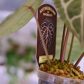 【正規タグ】Anthurium 'Michelle' by DOC BLOCK⑮ / アンスリウム・ミシェル│観葉植物