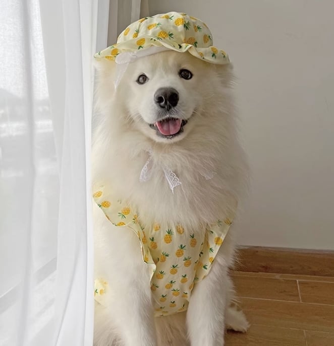 ドッグ 犬 中型犬 小型犬 大型犬 ウェア 室内着 ワンピース インナー