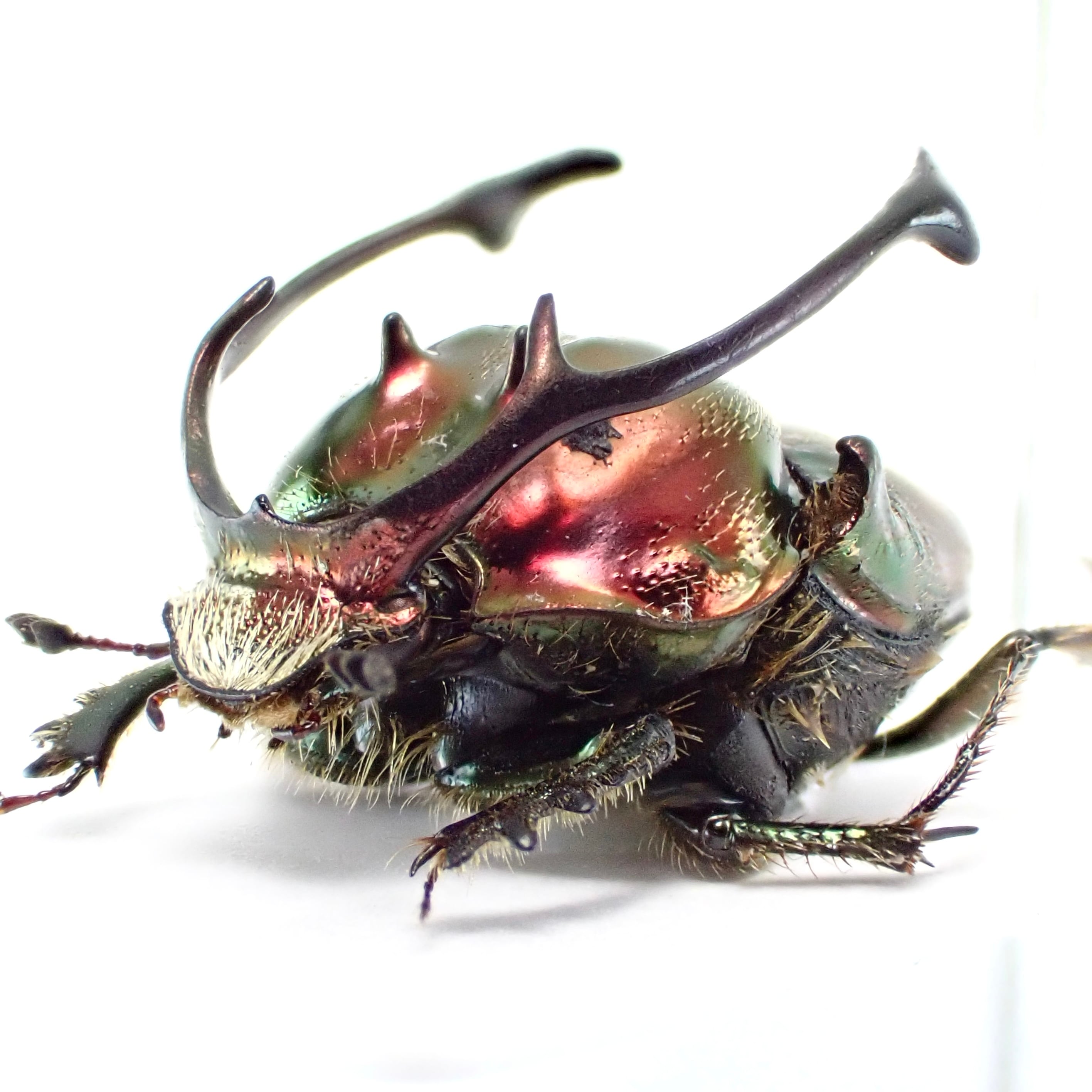 外国産トンボ標本】大型赤色ヤンマ/南タンザニア.ンジョンベ産/117mm