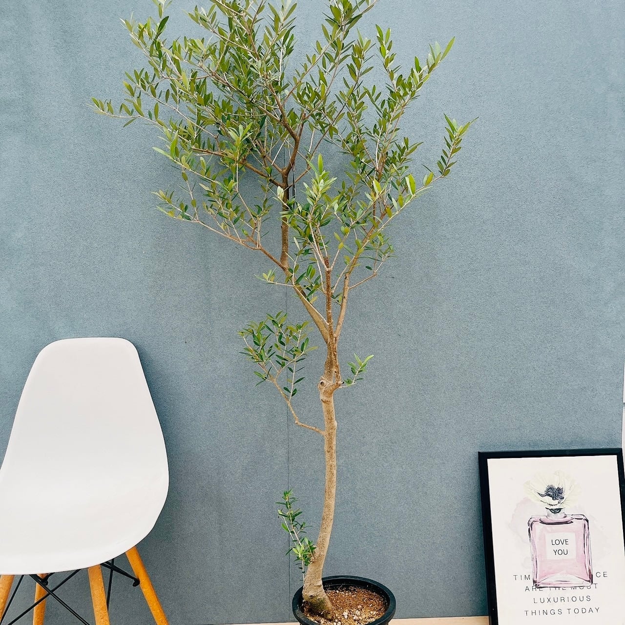 ［現品］【珍しい】96番　ブコニア　レクルバータ　バリエガータ　トックリラン 現品］【珍しい】96番 ブコニア レクルバータ バリエガータ