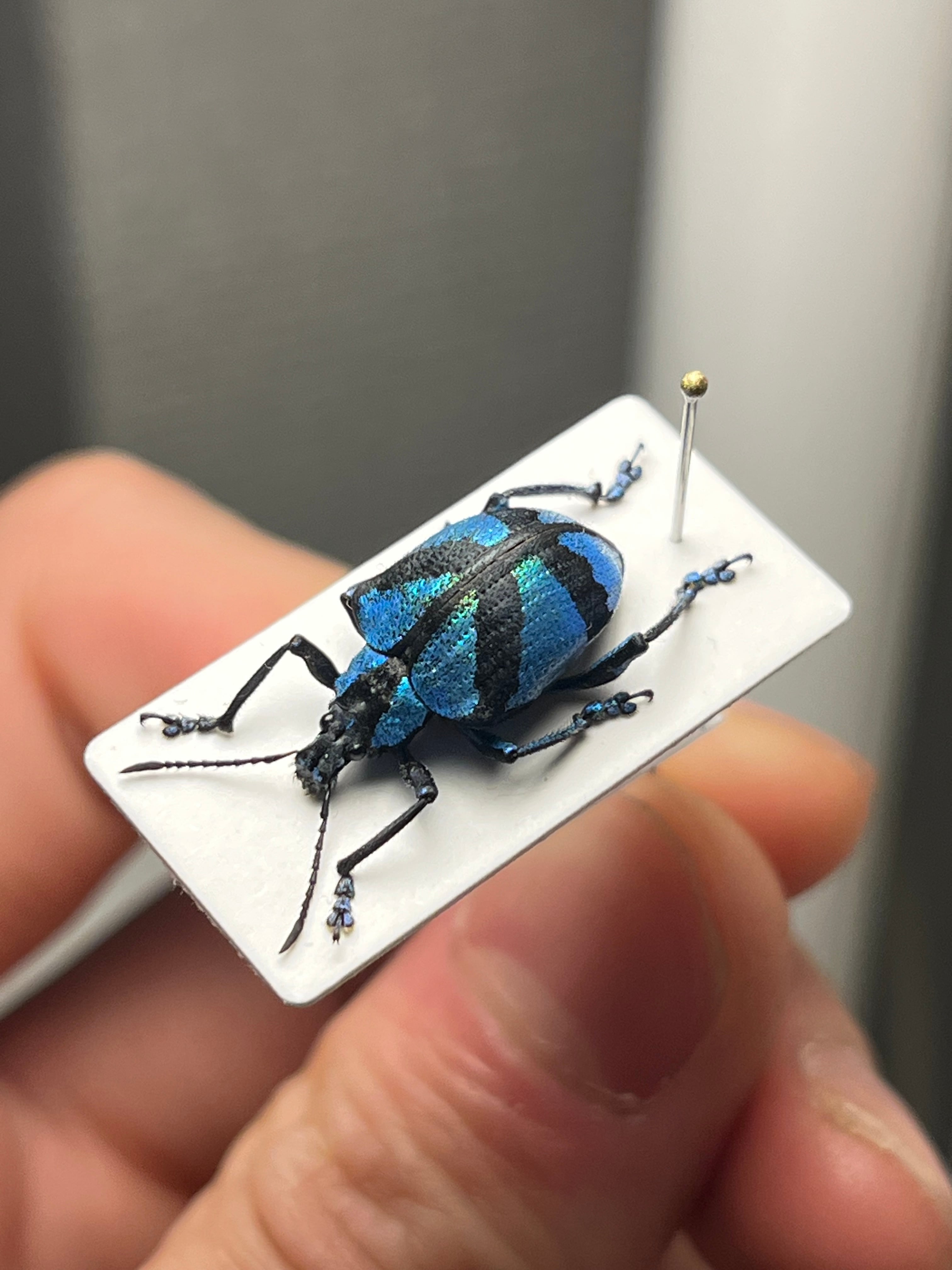 16mm】メタリックブルーゾウムシ ペルー産 昆虫標本Polyteles タマムシ