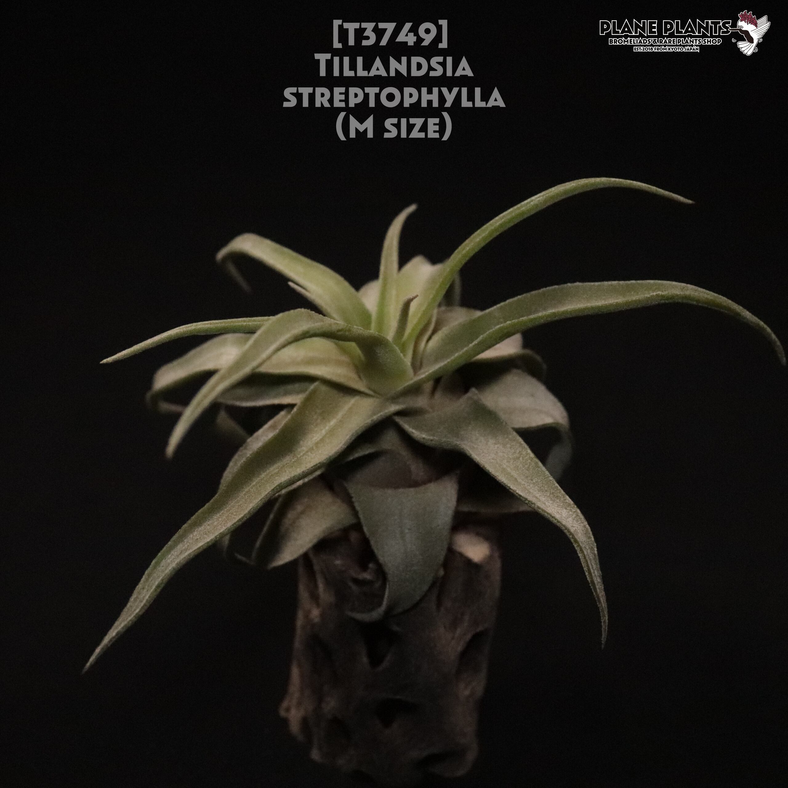 【送料無料】streptophylla M〔エアプランツ〕現品発送T3749