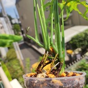 【実生】モンステラ オブリクア ペルー / Monstera Obliqua Peru③