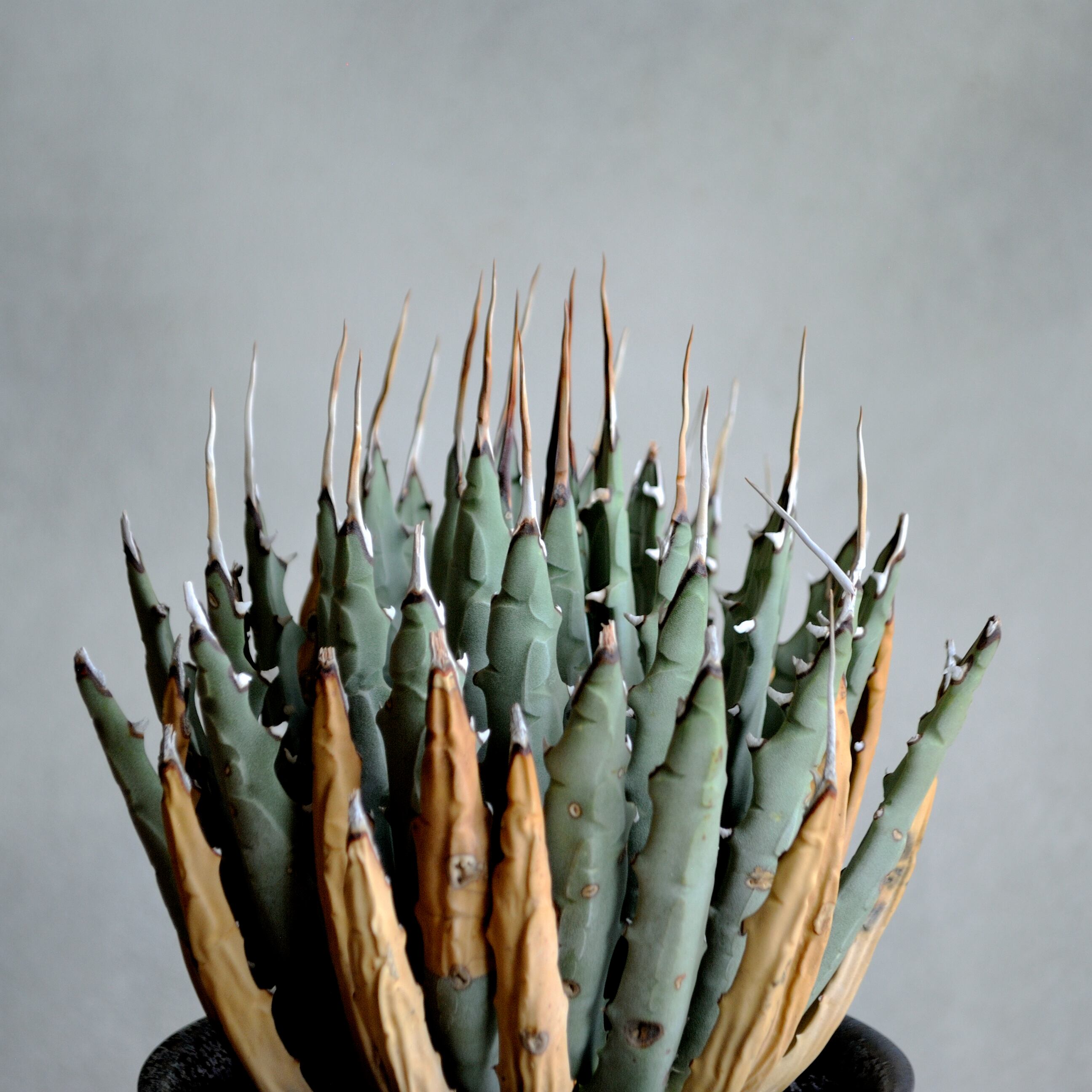 コレクション株】アガベ ユタエンシス エボリスピナ | Agave Rocon