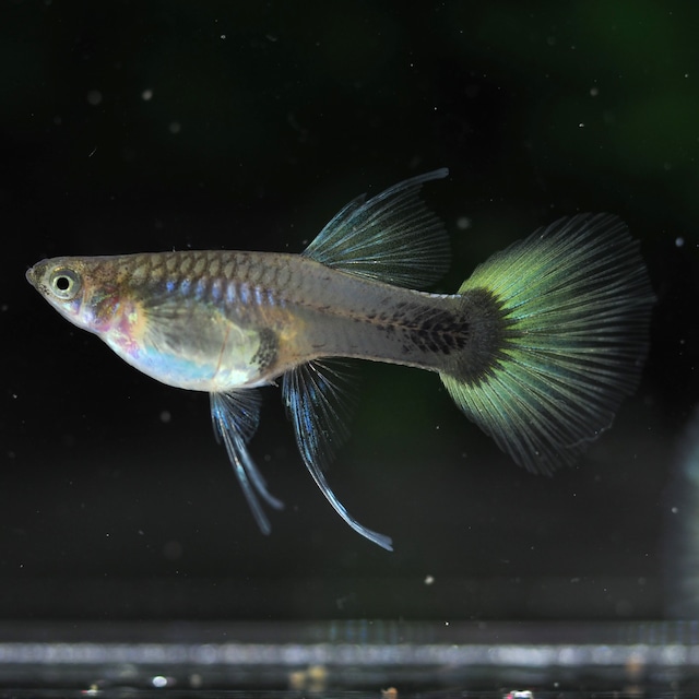 Taxiリボン　若魚1カルテット＋おまけメス1匹
