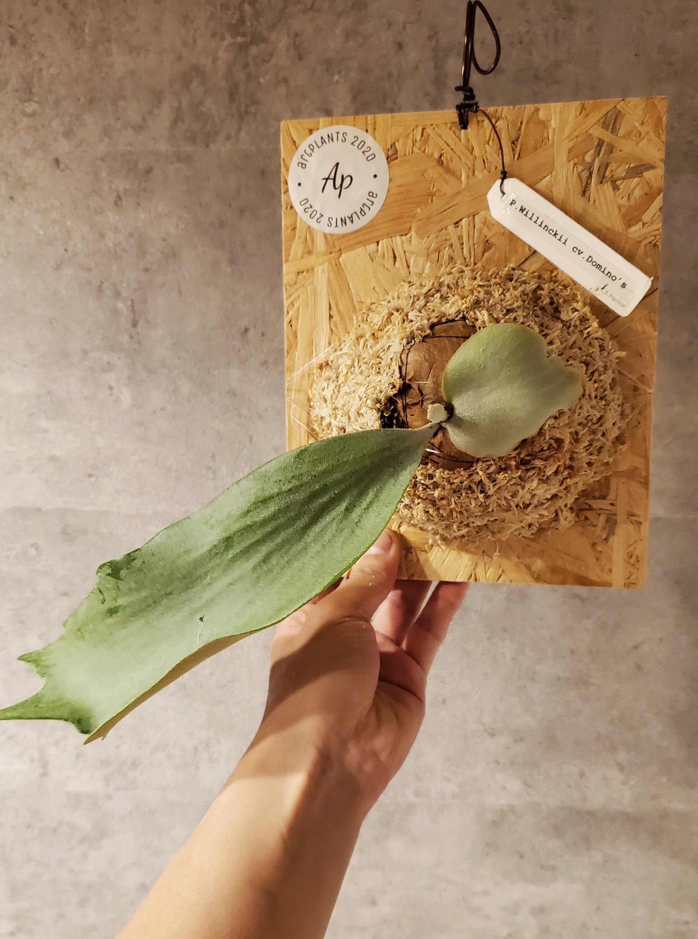 P.Willinckii cv. Domino's【artPLANTs】ビカクシダ/Platycerium