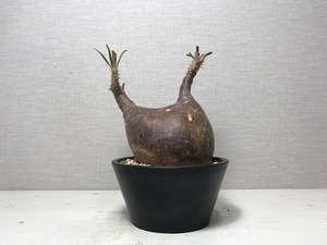 パキポディウム グラキリス