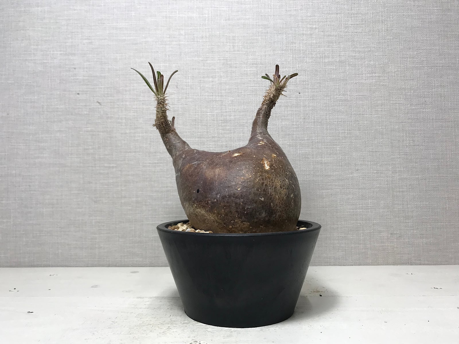 パキポディウム グラキリス