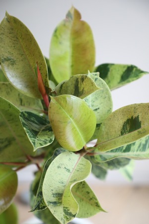 【L/99cm】フィカス ジン/Ficus