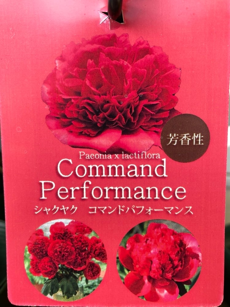 鉢花 | 日本ライン花木センター