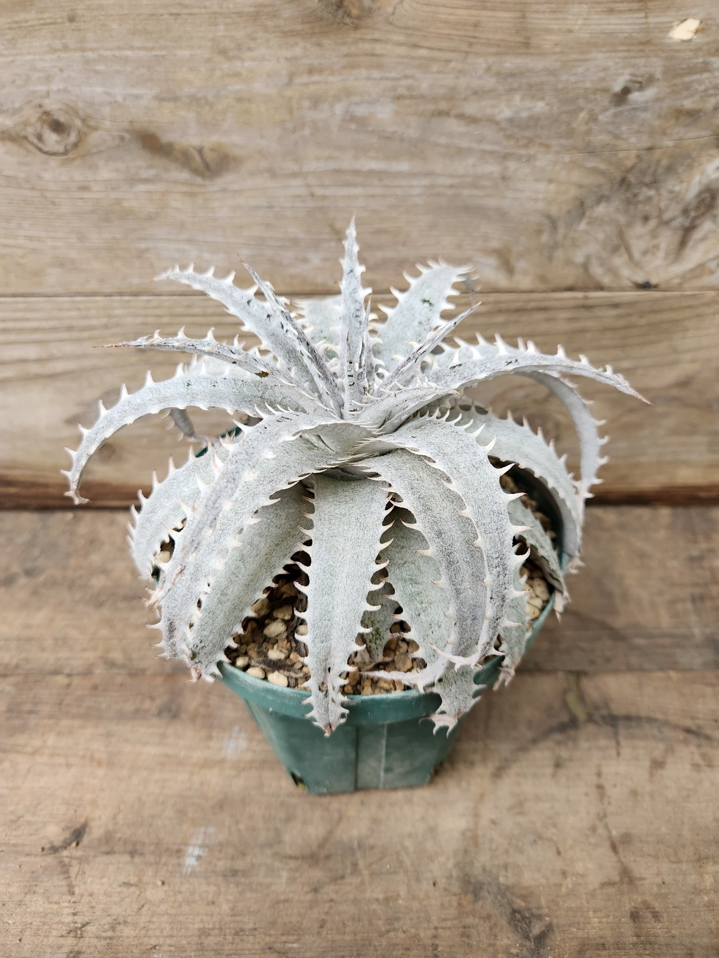 ディッキア・グランマルニエ dyckia grand marnier | フラワーショップ