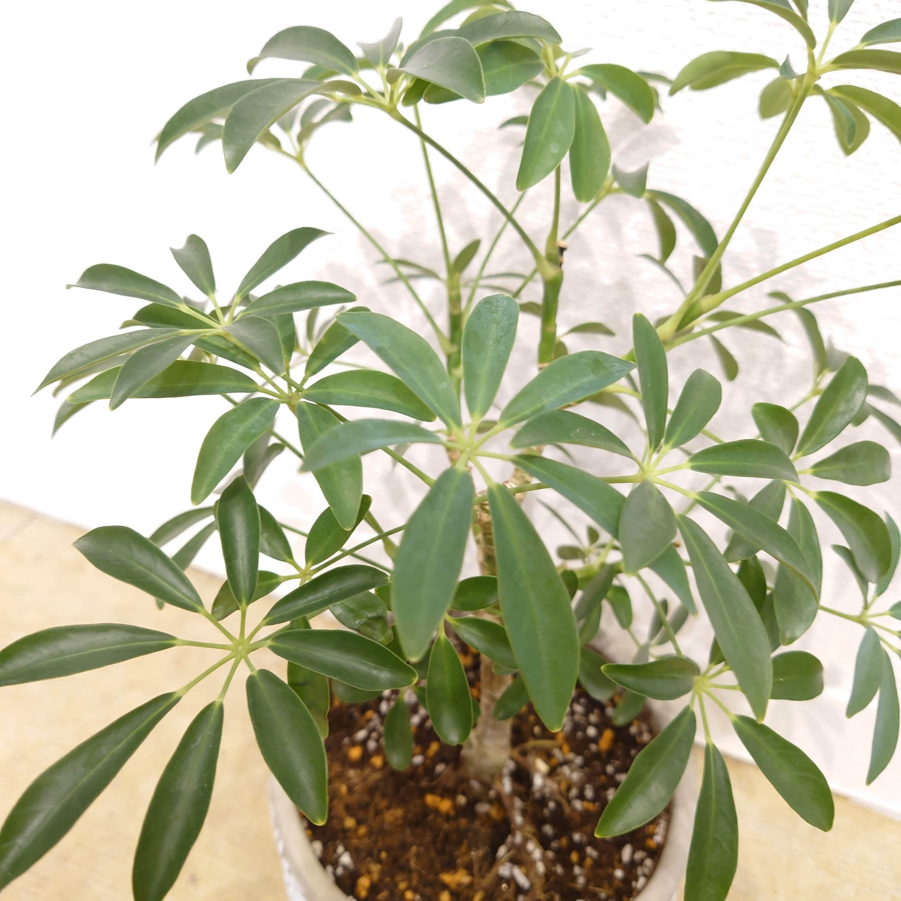 シェフレラ・コンパクタ | PLANTSHUSET