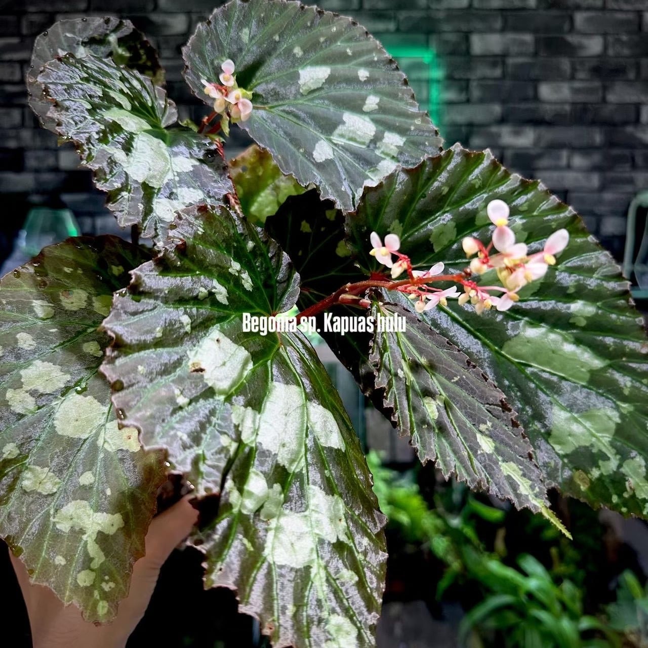 ベゴニア 出雲の煌星 斑入り -Begonia Izumo no Kiraboshi variegated