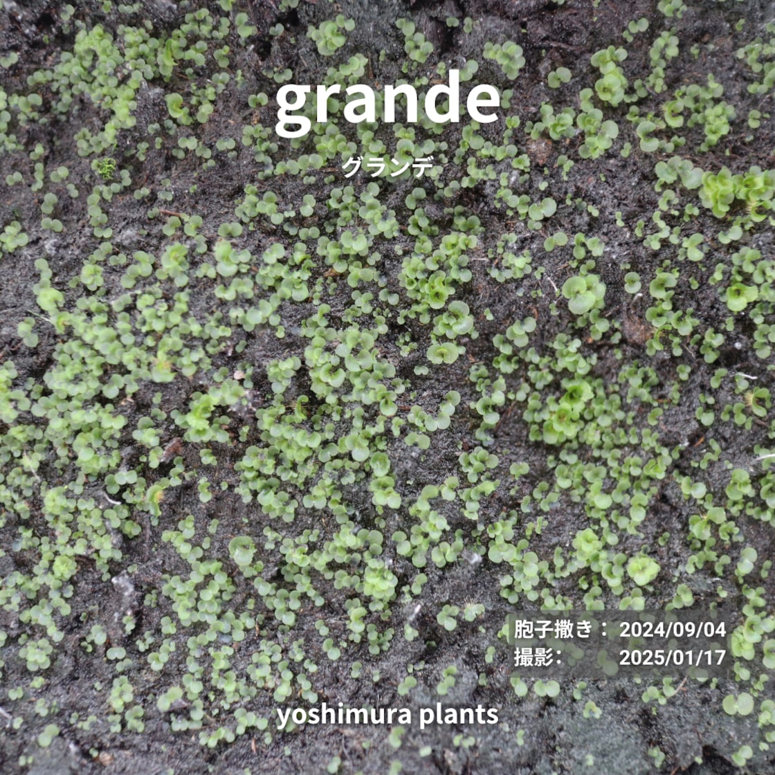グランデ P. grande ビカクシダ 胞子培養 本物のグランデ 胞子] grande グランデ ビカクシダ | PAY ID