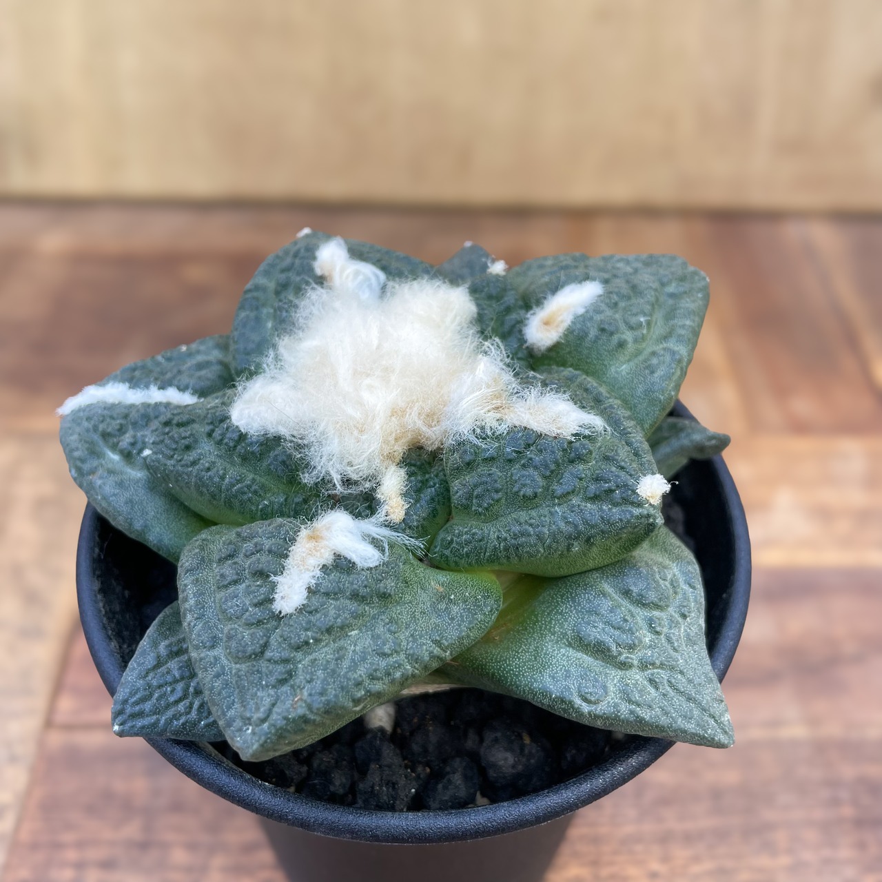 Ariocarpus fissuratus 【アリオカルプス・大疣亀甲牡丹】