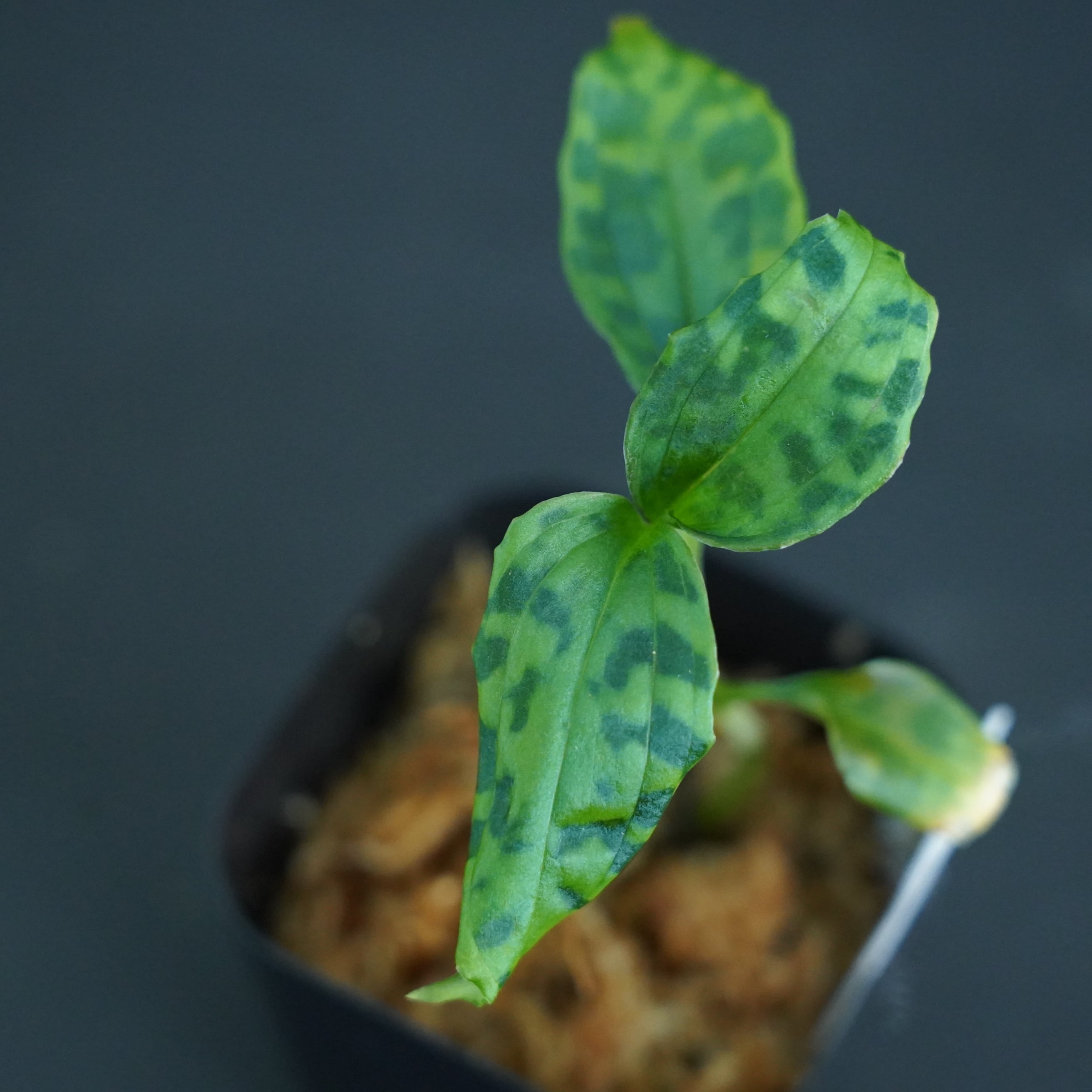 ◆現品◆ミクロキルス アンチョリフェルス【ジュエルオーキッド宝石蘭/TheGAKI】#614