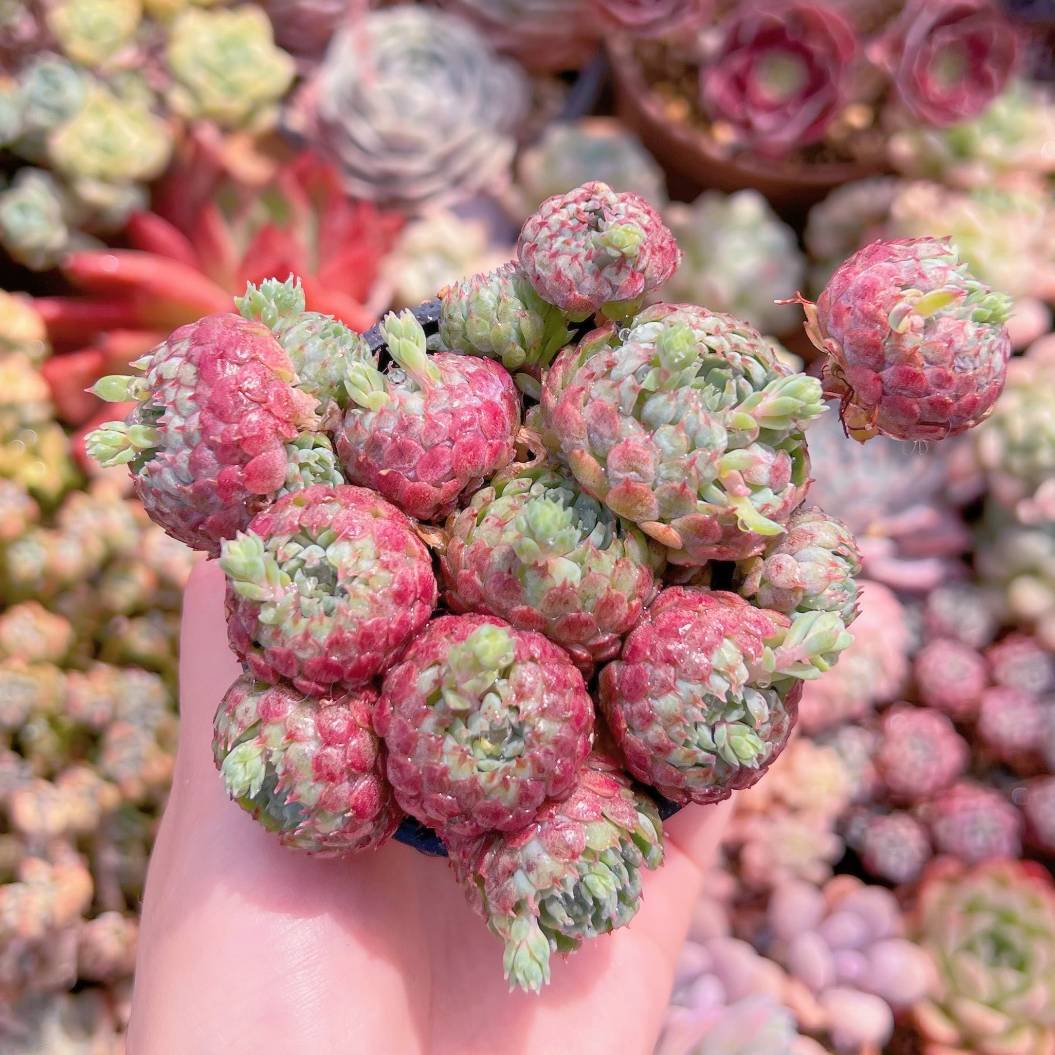 現品　グロブローサ#571　るる農園