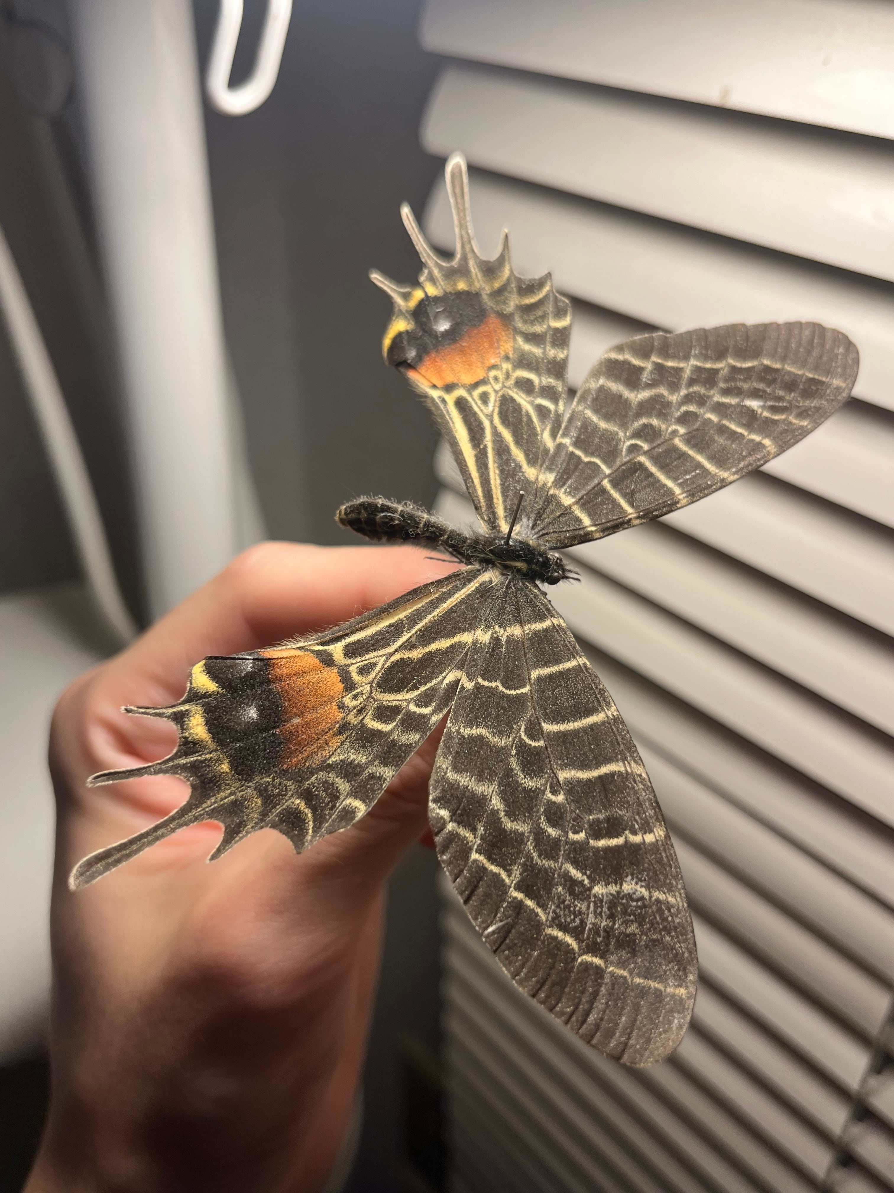 特大標本】ボリビアンスティーリーブルータランチュラ LS18cm程ムカデ