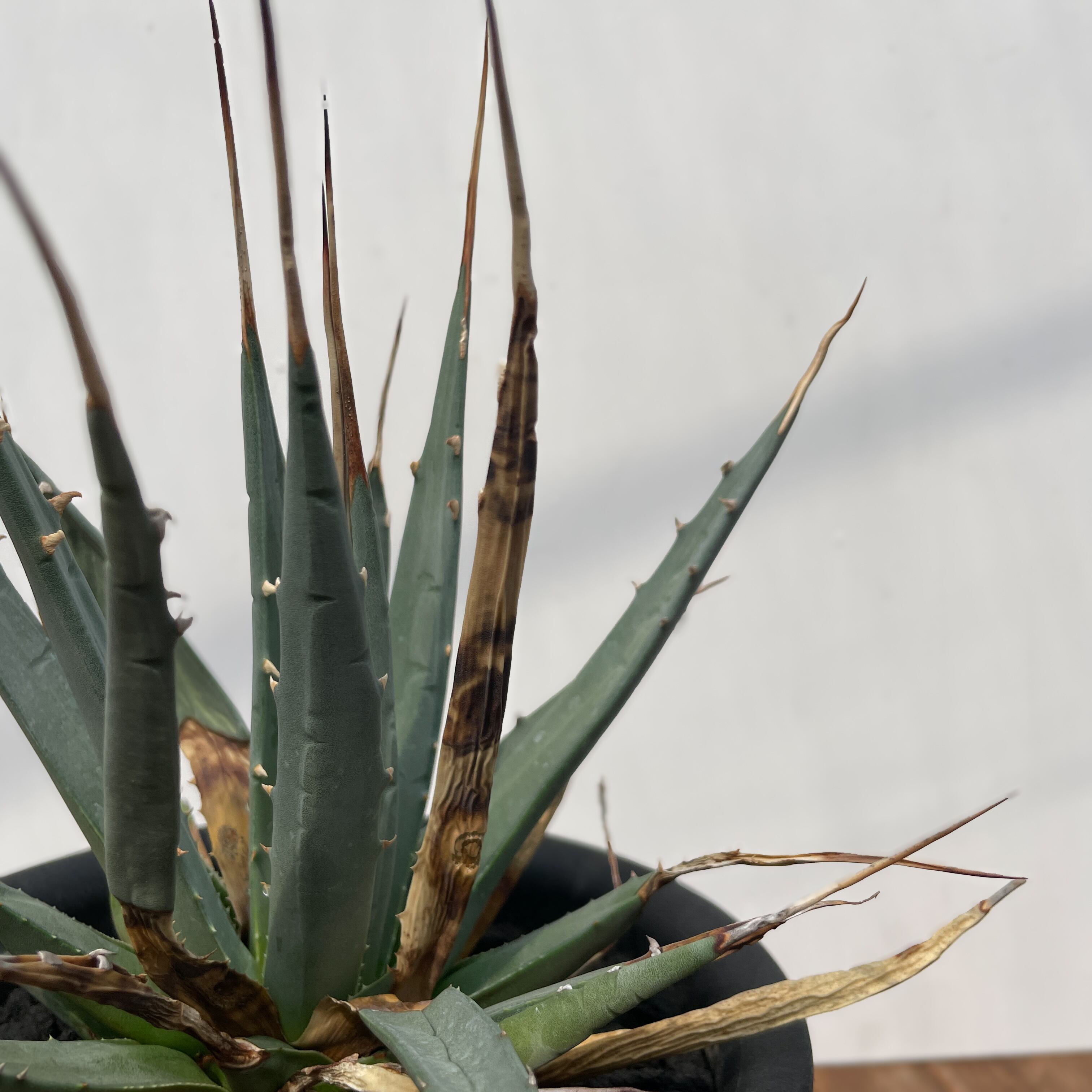 Agave utahensis var. eborispina 【アガベ・ユタエンシス
