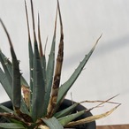 Agave utahensis var. eborispina 【アガベ・ユタエンシス・エボリスピナ】
