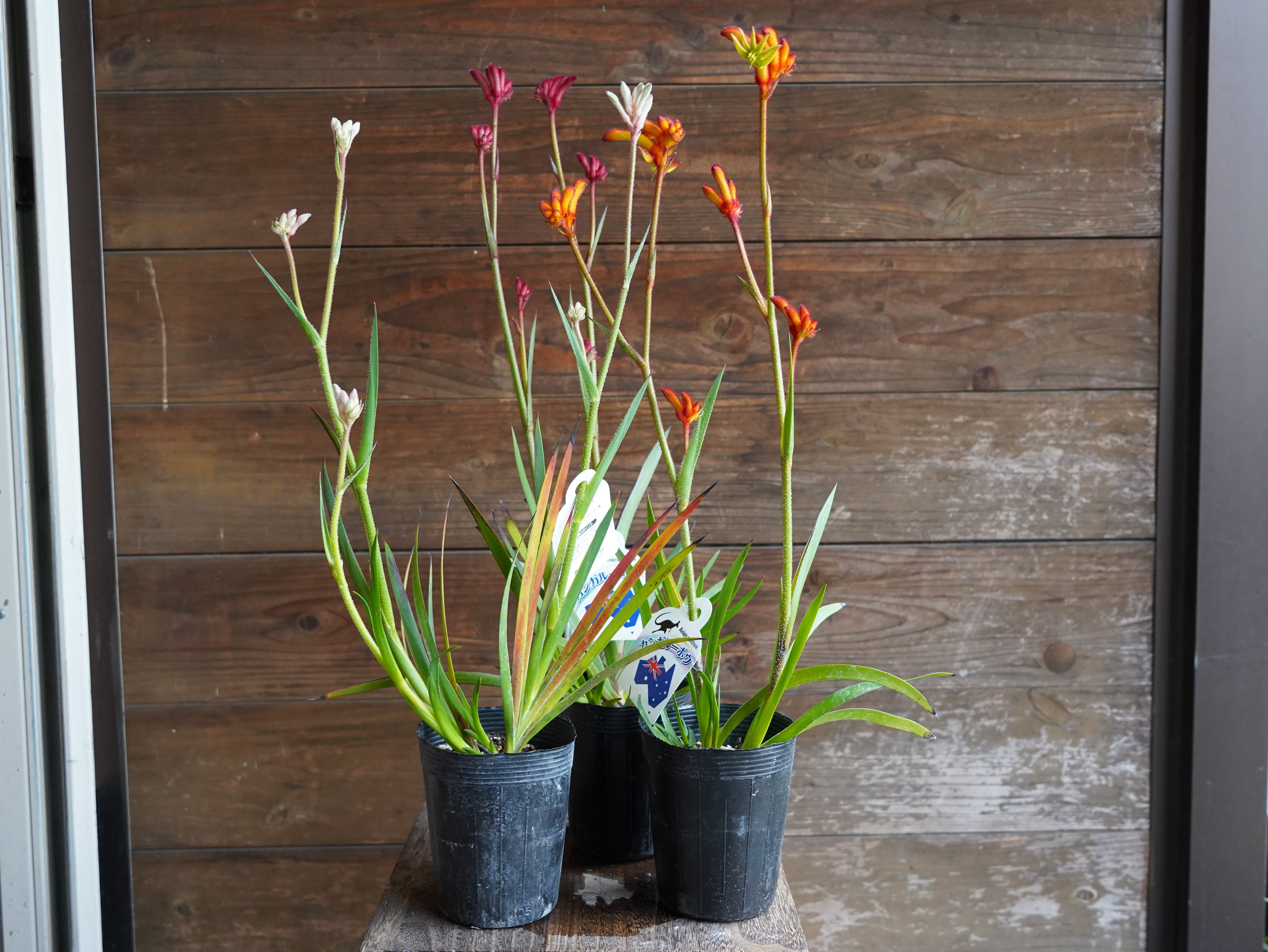 【現物】カンガルーポー　Ａセット（３色セット）