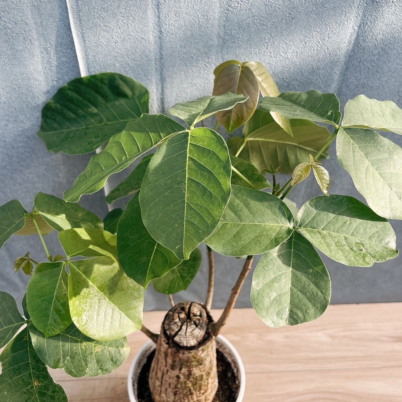現品］【希少】16番 ボンバックス 6号 塊根植物 コーデックス 観葉植物