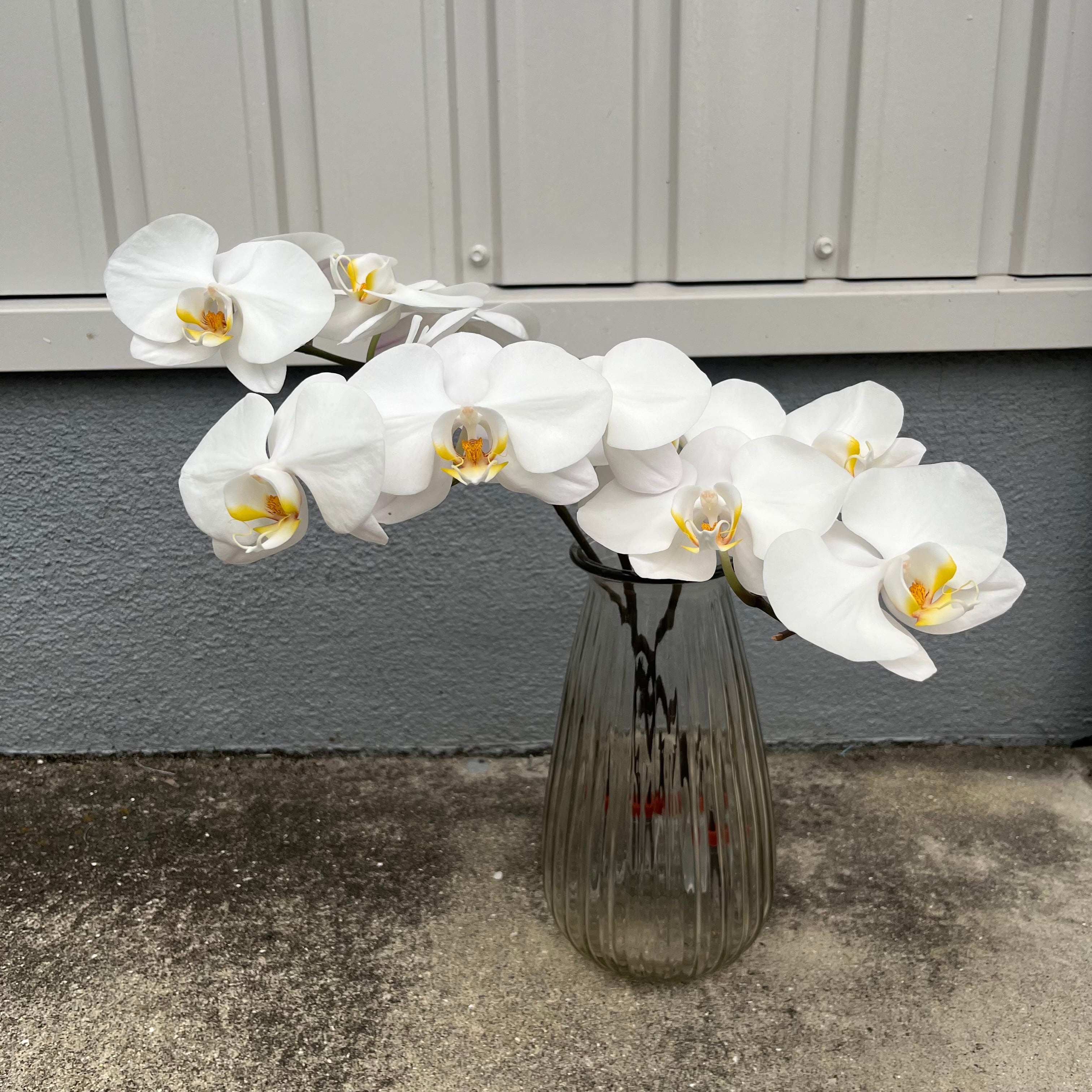 蘭類 | 新鮮お花問屋 Jp-Farmers.com