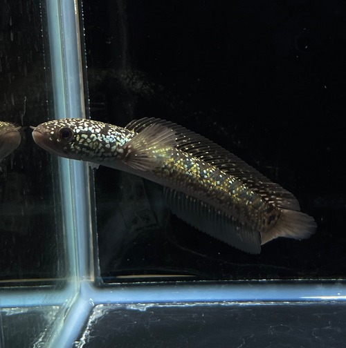 超激レア！ 藍天目（藍雷龍） Blue tenmoku  コウタイ ブルーテンモク スネークヘッド No3