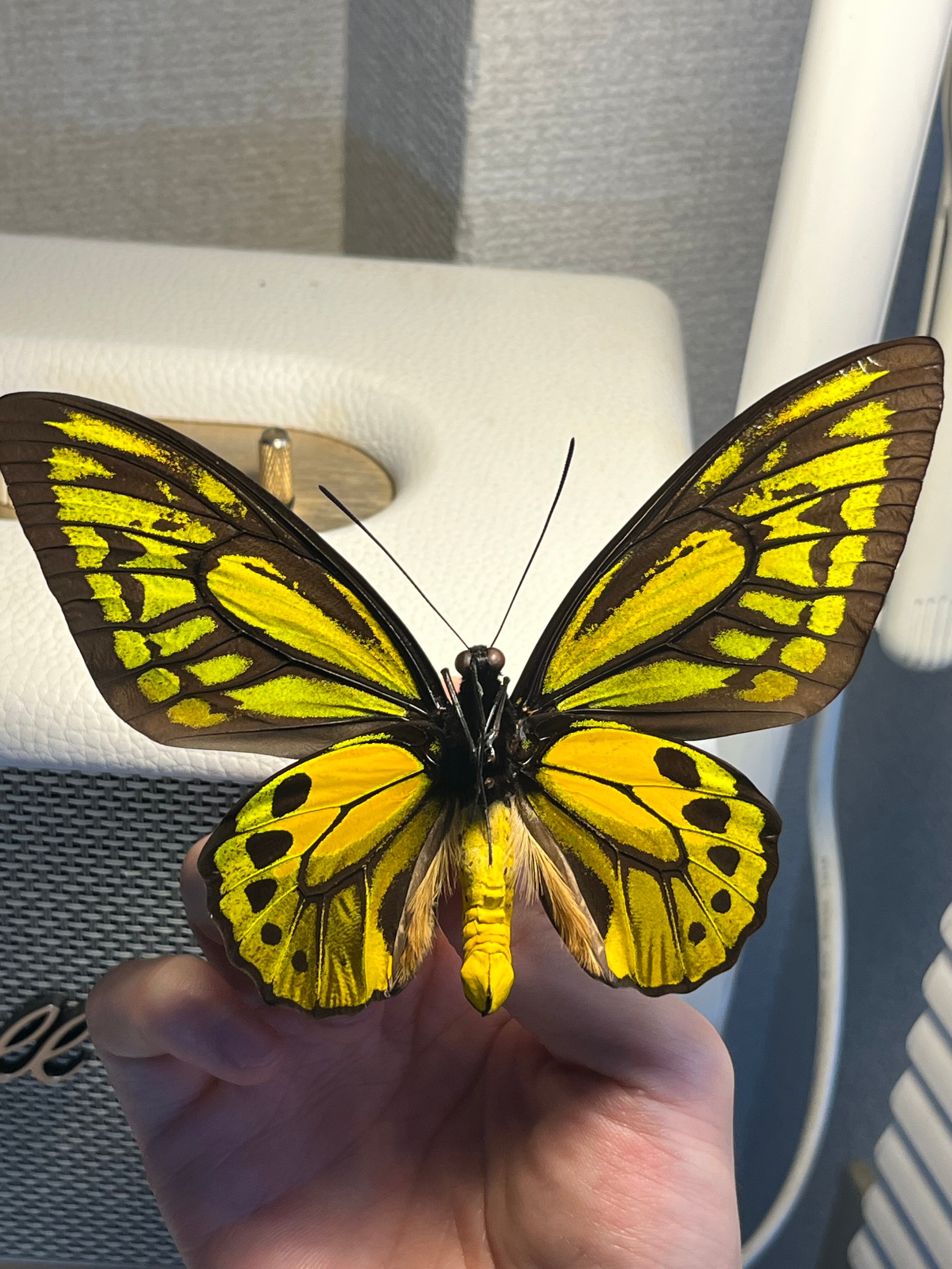 アカメガネトリバネアゲハ 外国産蝶標本 モルフォ 蝶 標本 野外採集品