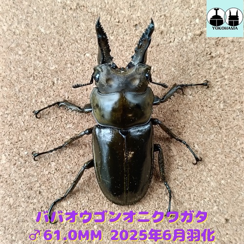 ババオウゴンオニクワガタ ♂ 61.0mm