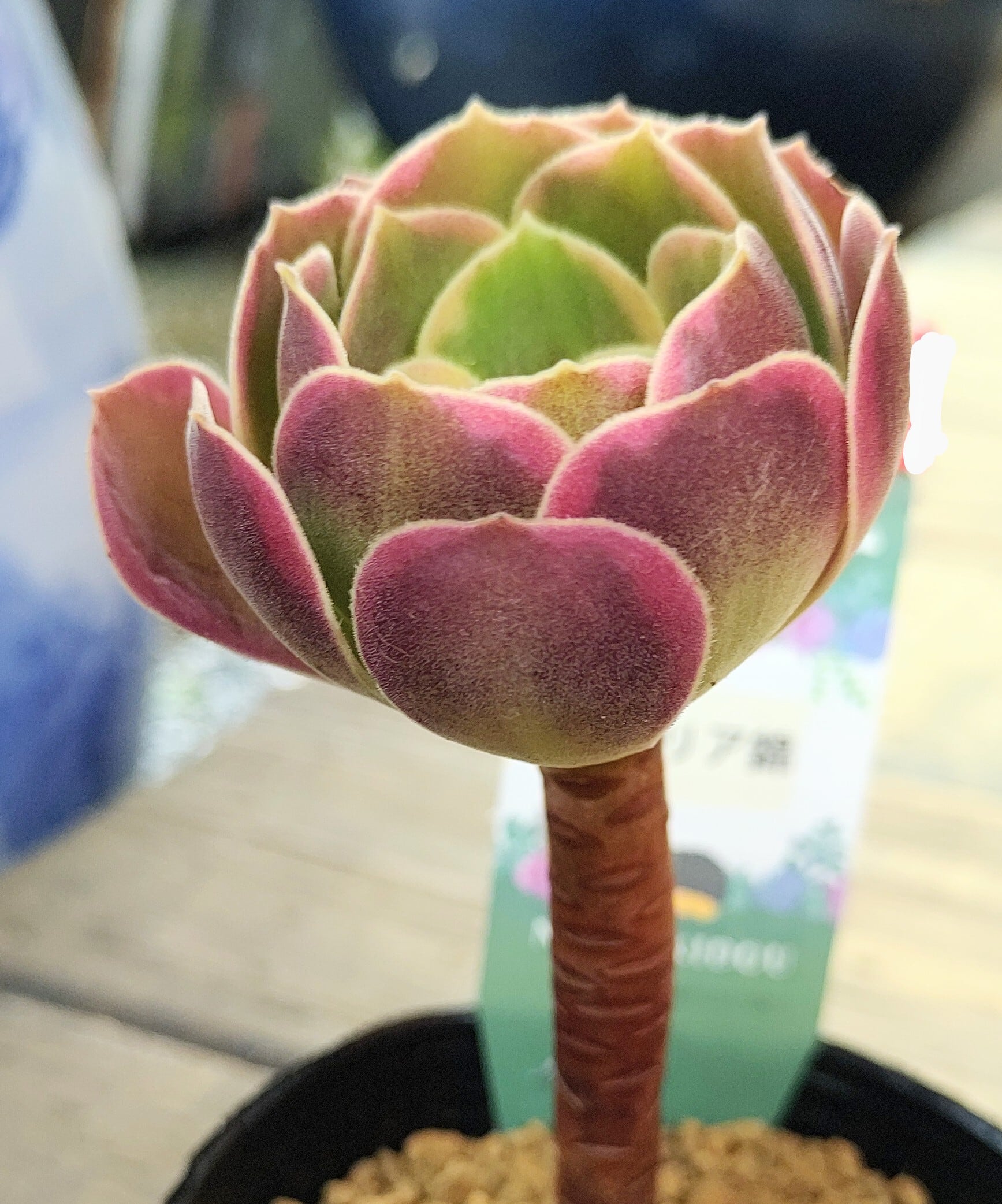 83#多肉植物❤️アエオニウム錦❤️ 緑魅 ❤️1大頭1小頭12cm拔き苗 カナリア錦(アエオニウム) | RuPo 多肉植物専門店