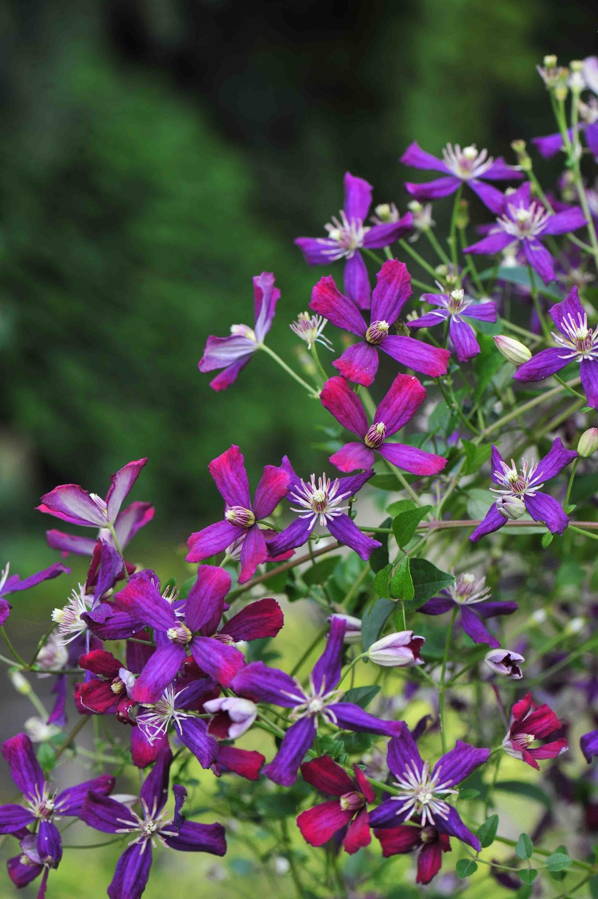 スイート・サマー・ラブ クレマコーポレーション