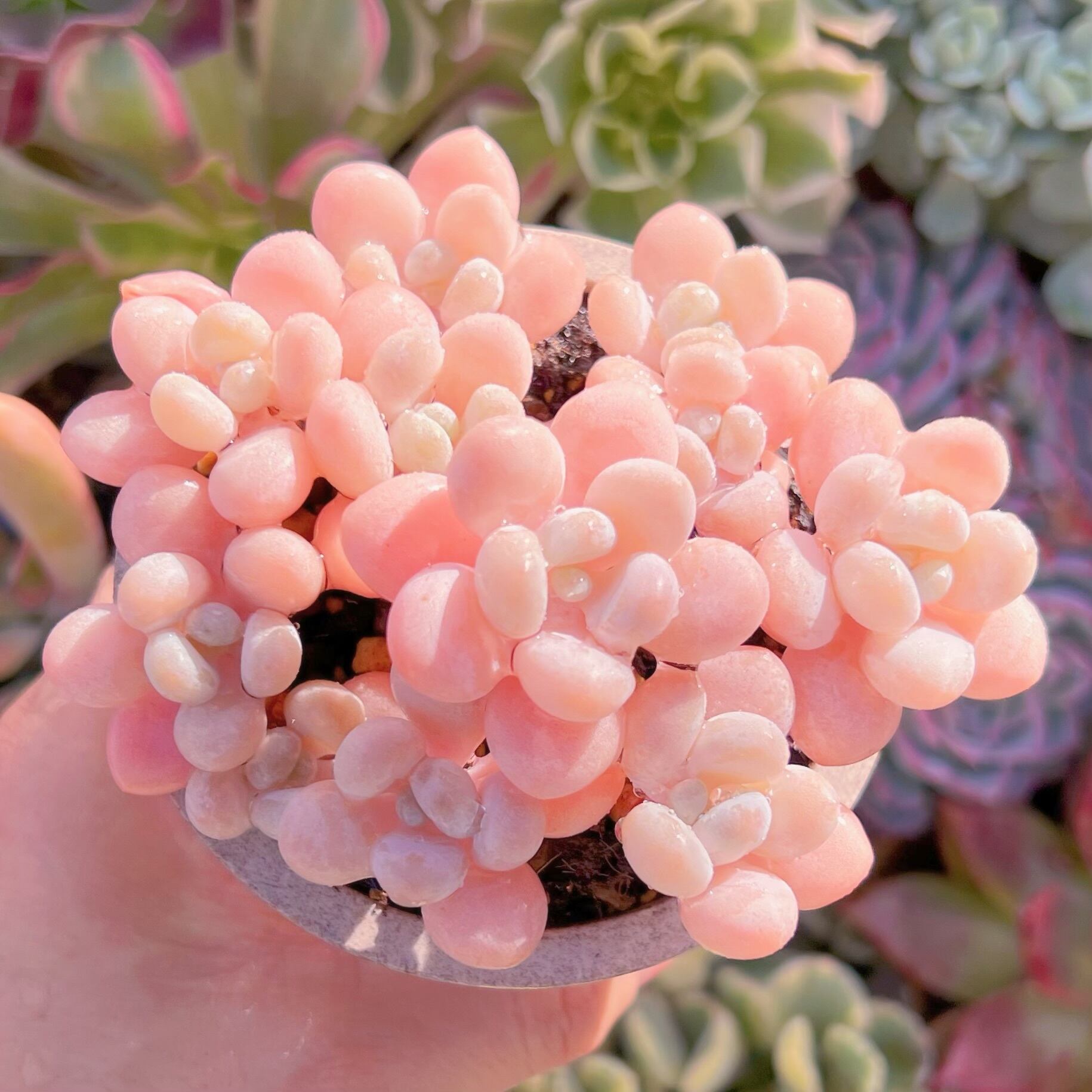 現品　ジャポン玉#008　るる農園