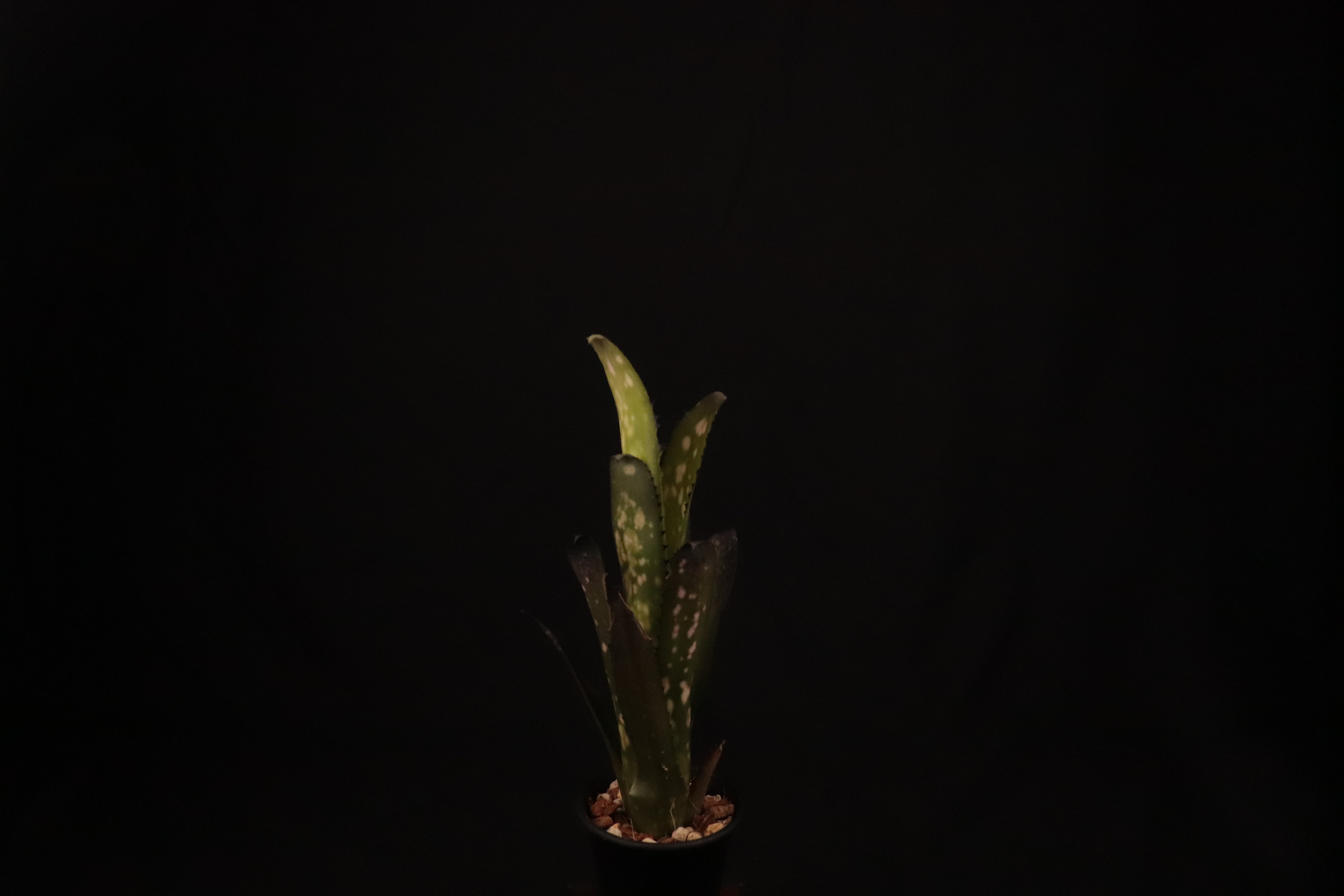 ブロメリア・エアープランツ Billbergia Kolan Shark Bite ブロメリア・エアープランツ Billbergia Kolan Shark Bite 現品