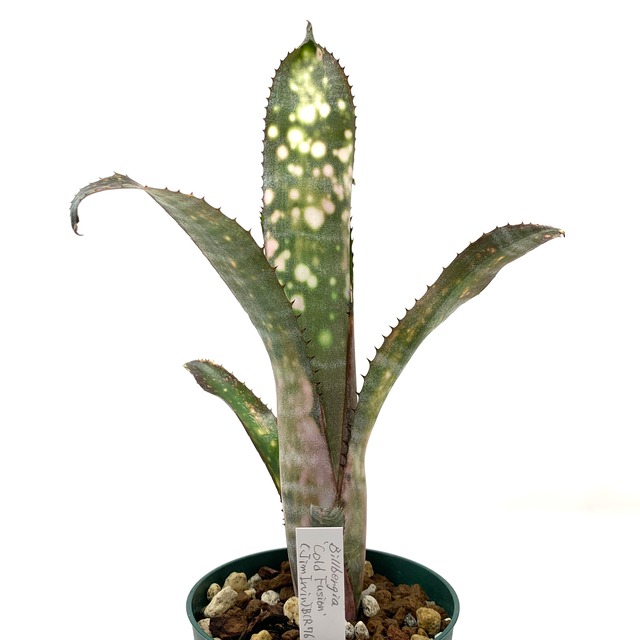 ビルベルギア　コールドフュージョン【398】