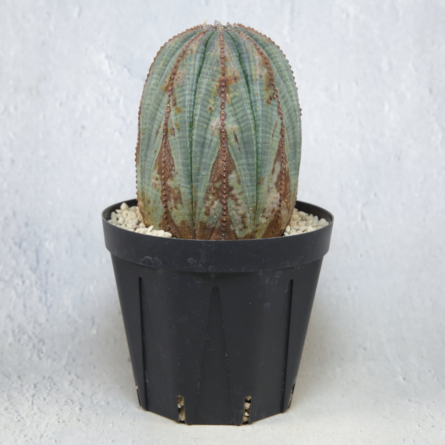 オベサ 木質化 抜き苗 オベサ 木質化 抜き苗