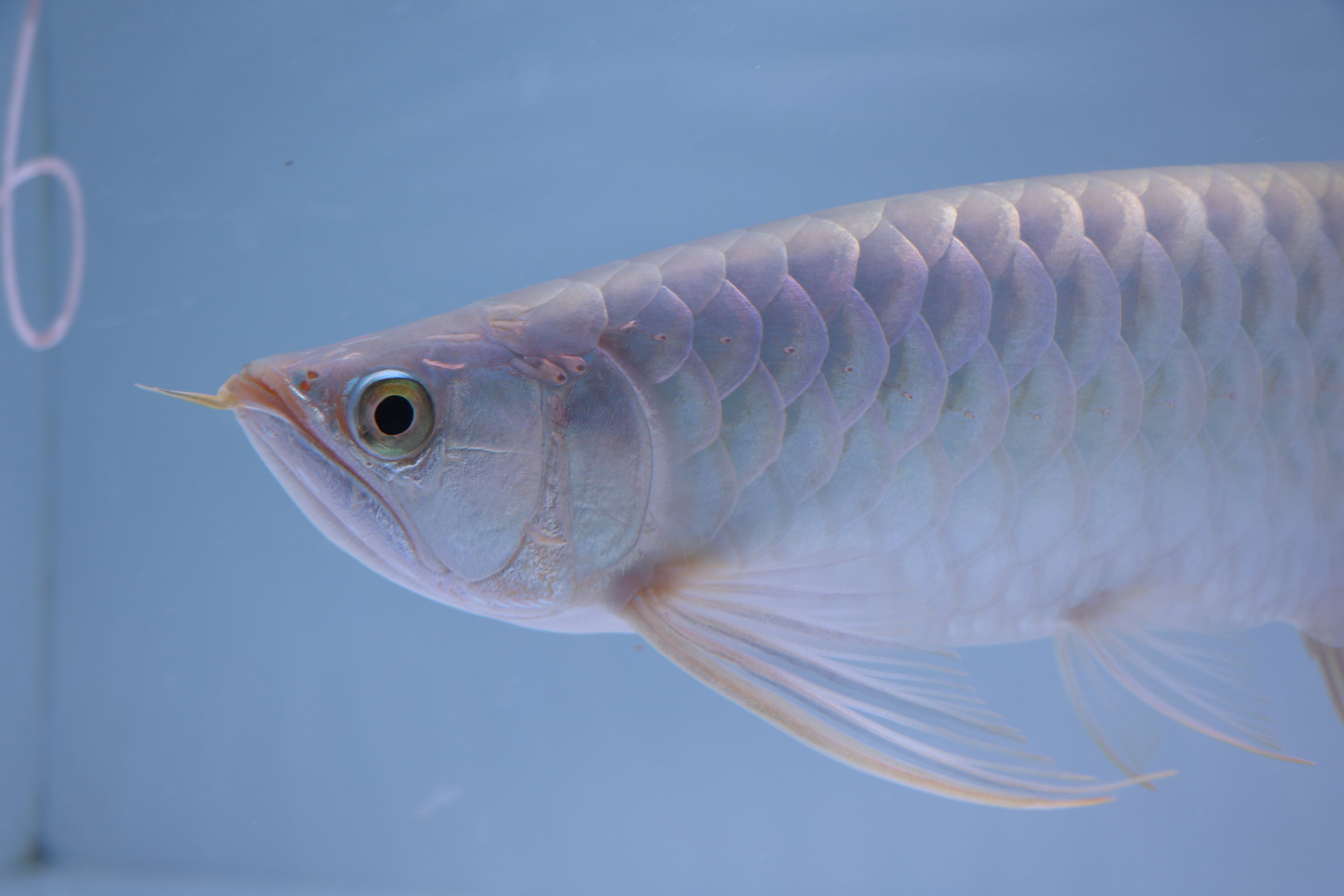 訳あり個体 | アロワナ等の大型魚・熱帯魚のオンライン販売店 AROHOLIC