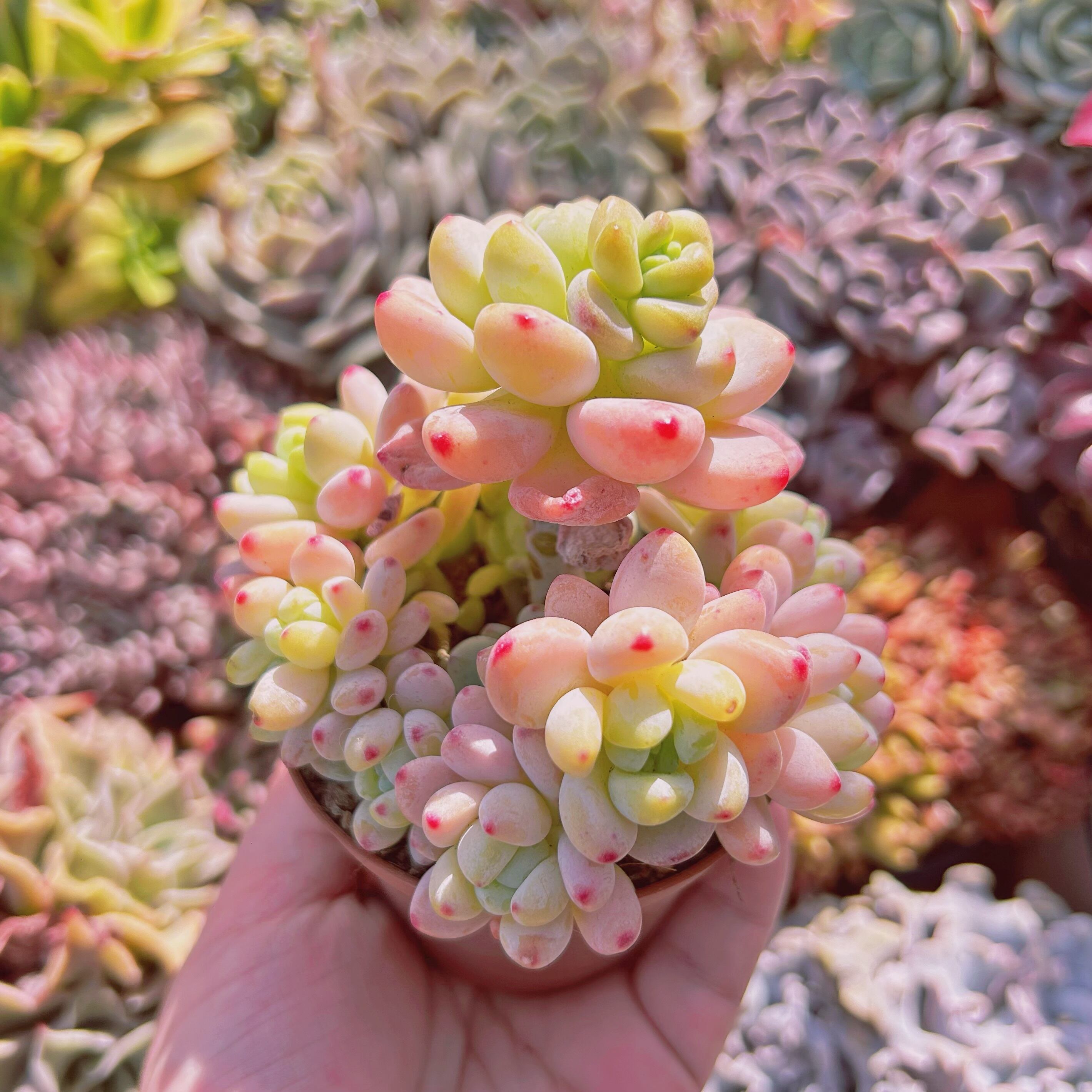 多肉植物　Sedum   ロッティ　5頭以上　大群生