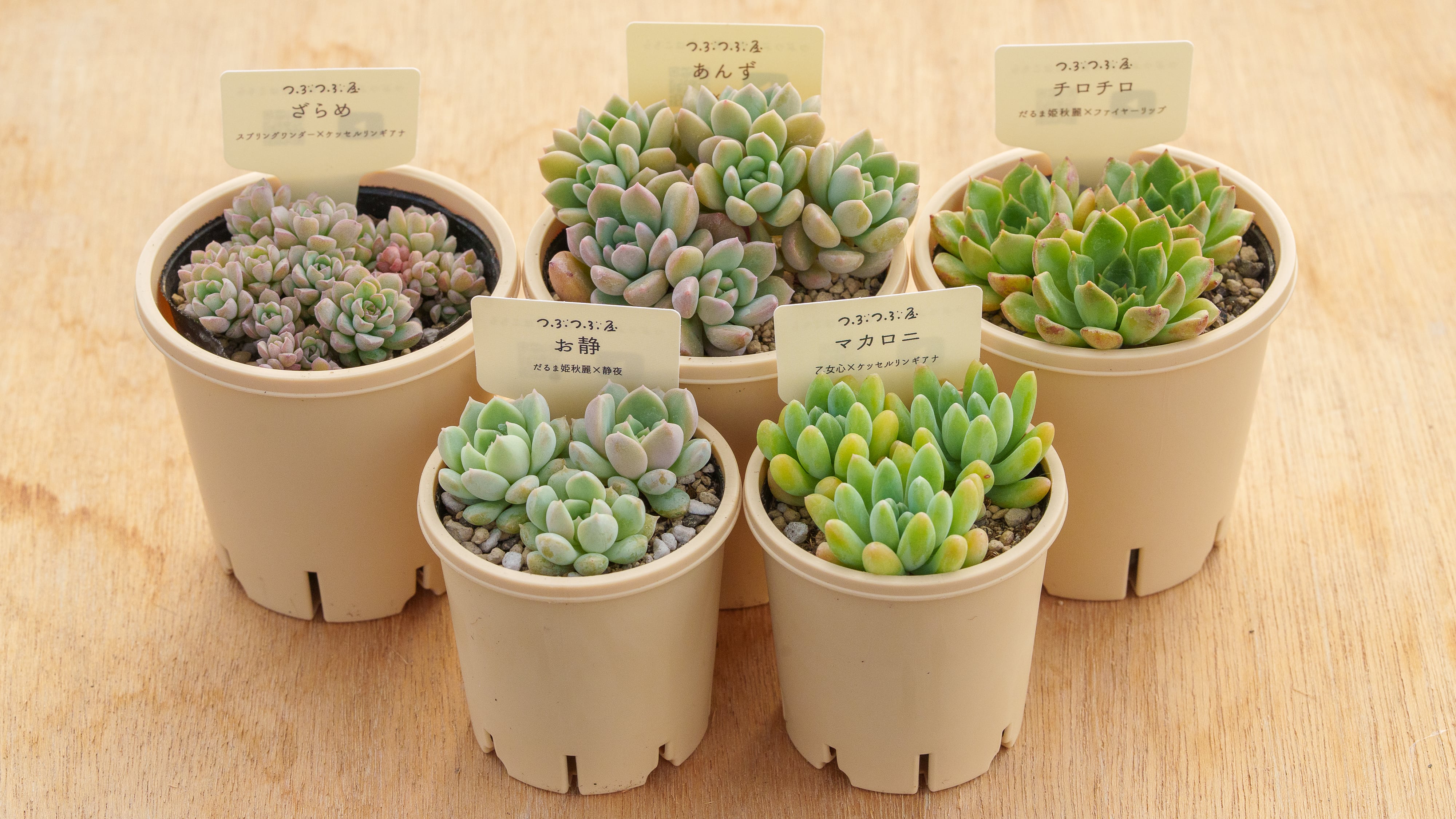綾*鷹様 多肉植物新春セット（6点セット） 栽培セット 盆栽 栽培キット 聖新陶芸 GD-846 ソダテマス 盆栽栽培