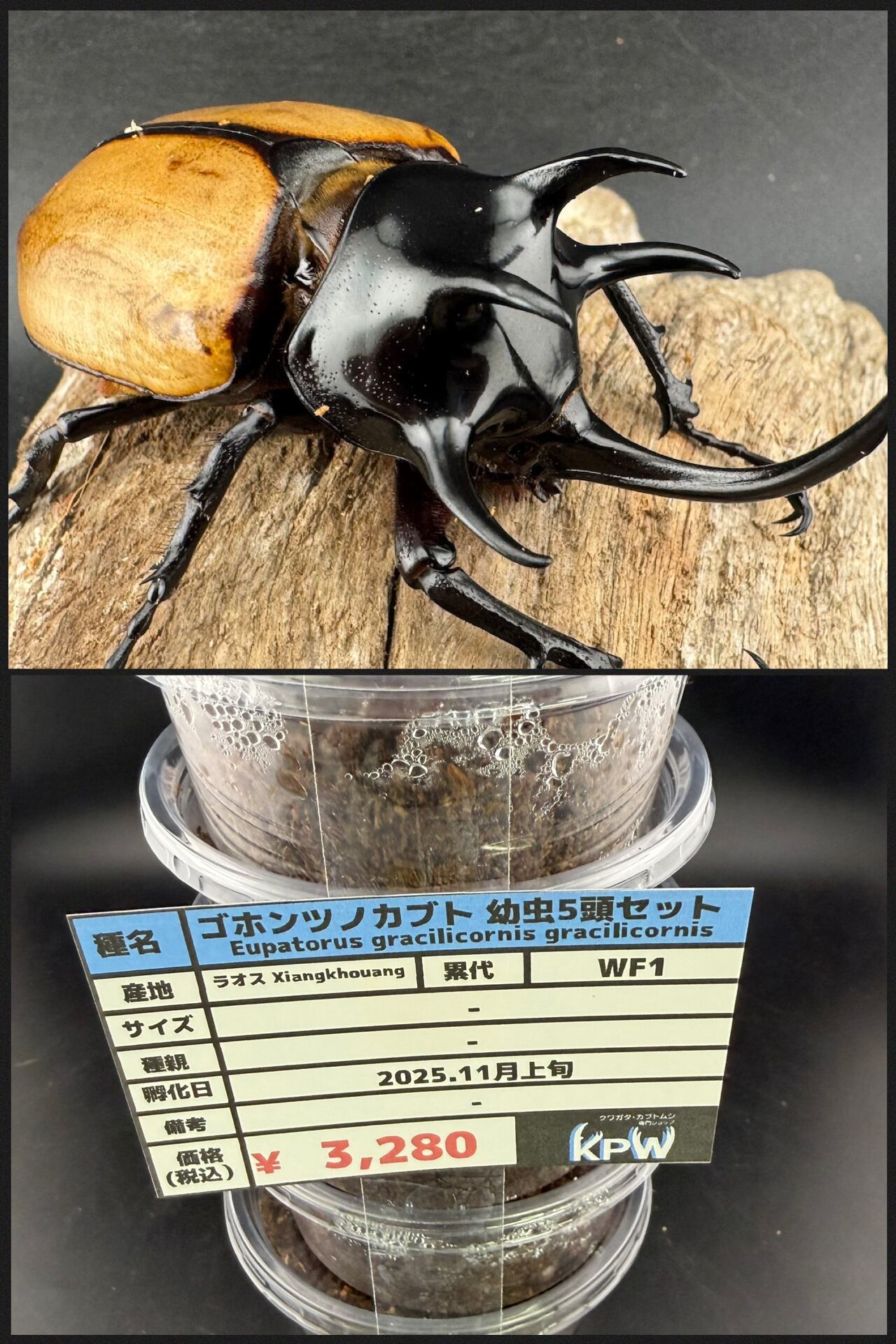 ゴホンツノの仲間 | KPW公式オンラインショップ